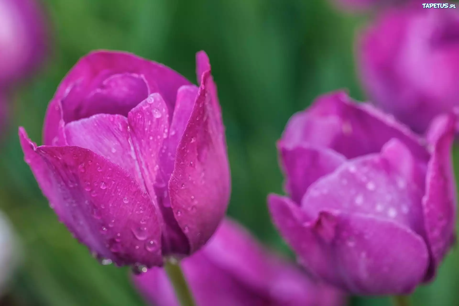 Tulipany, Krople, Rosy