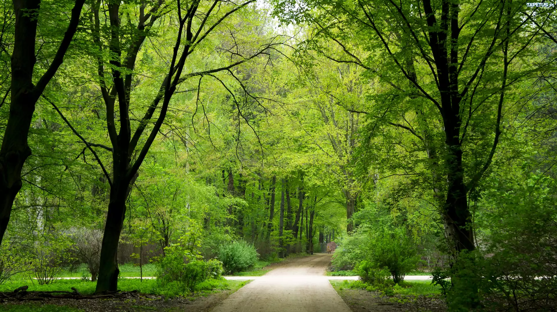 Park, Alejki, Drzewa, Światło, Wiosna