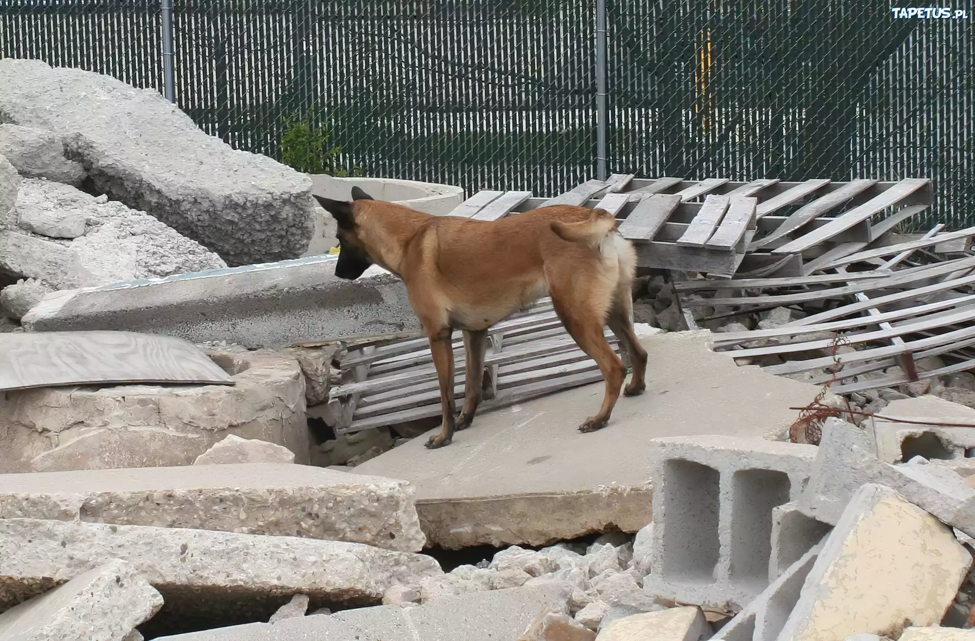 Owczarek belgijski Malinois, gruzy
