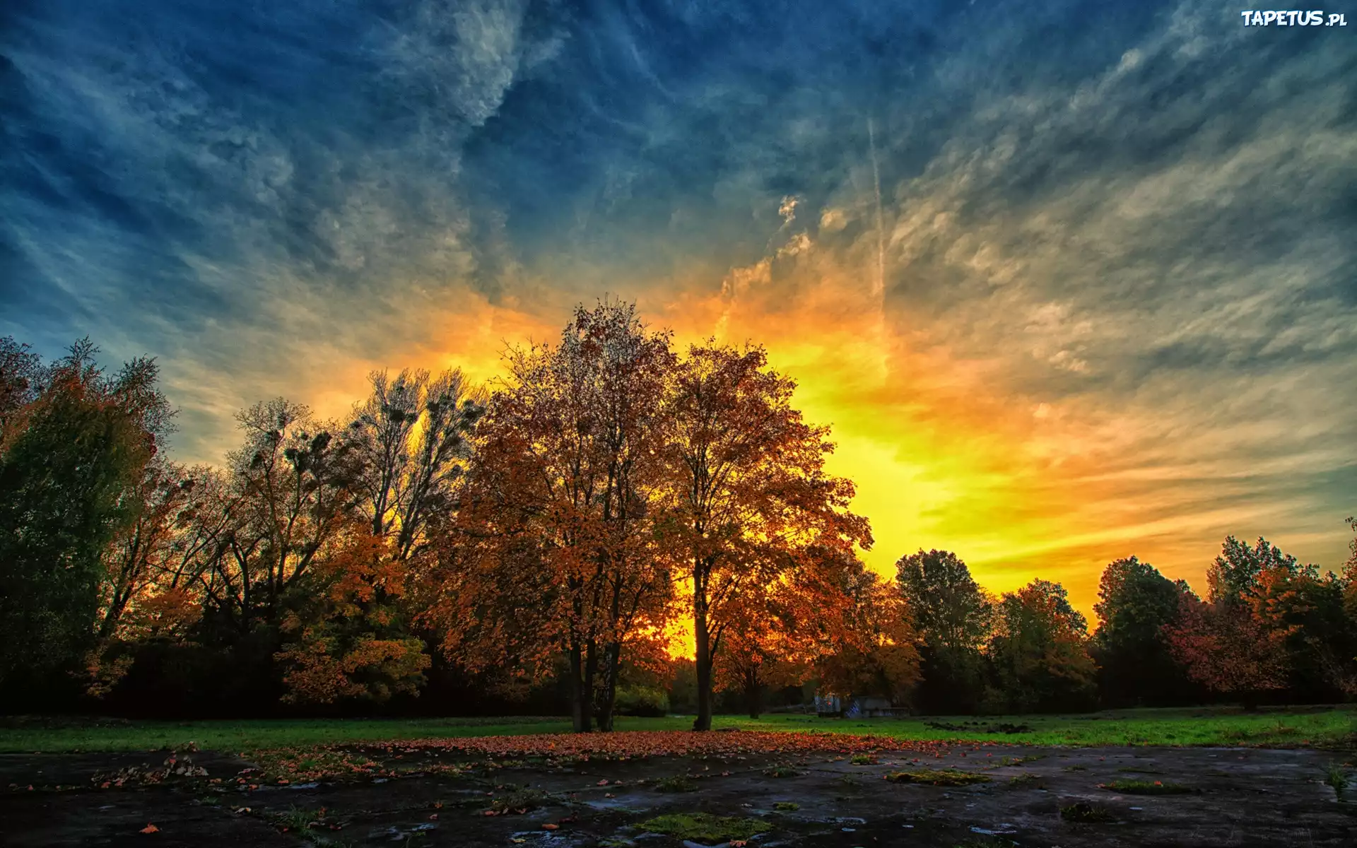 природа деревья вечер nature trees evening бесплатно