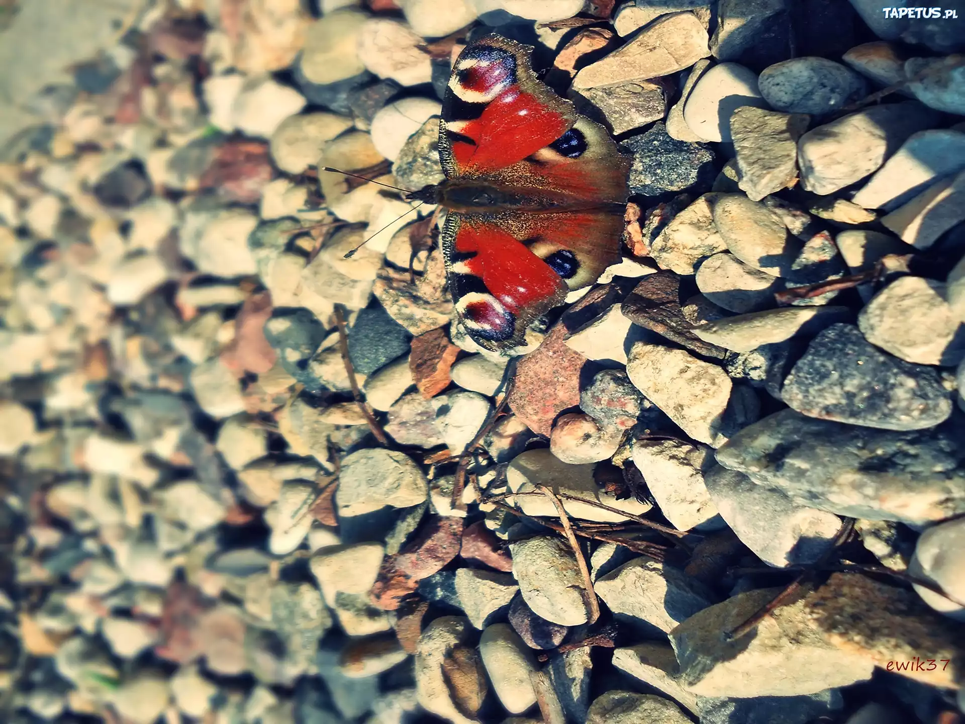 Owad, Motyl, Kamienie