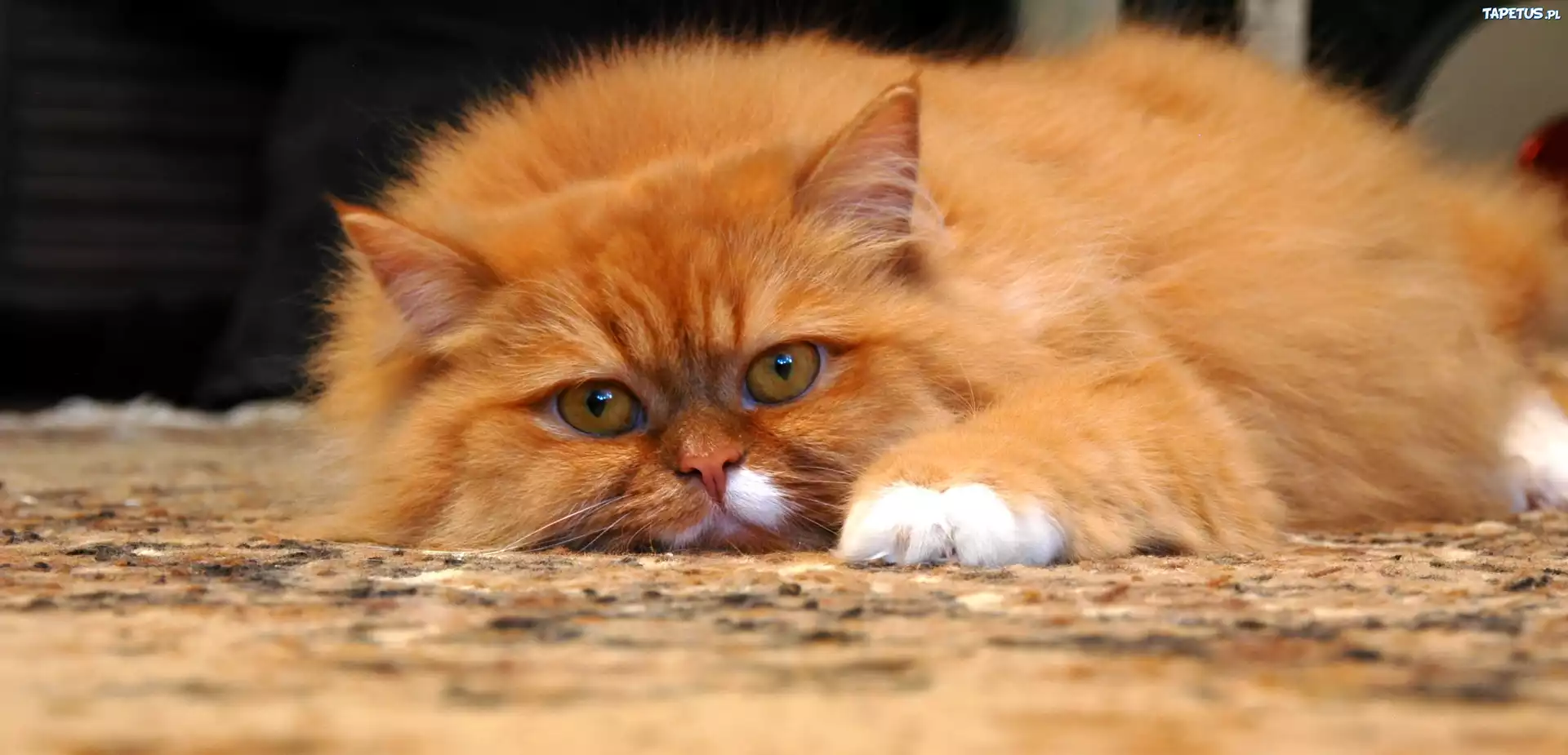природа животные кот глаза рыжий загрузить