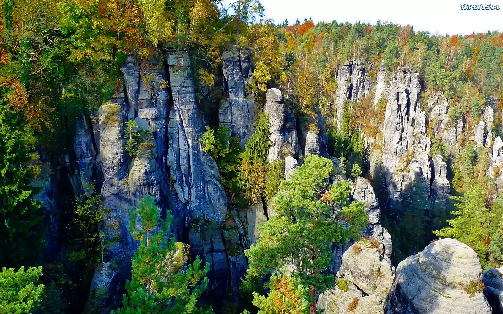 Szwajcaria, Saksońska, Park, Narodowy, Las, Skały