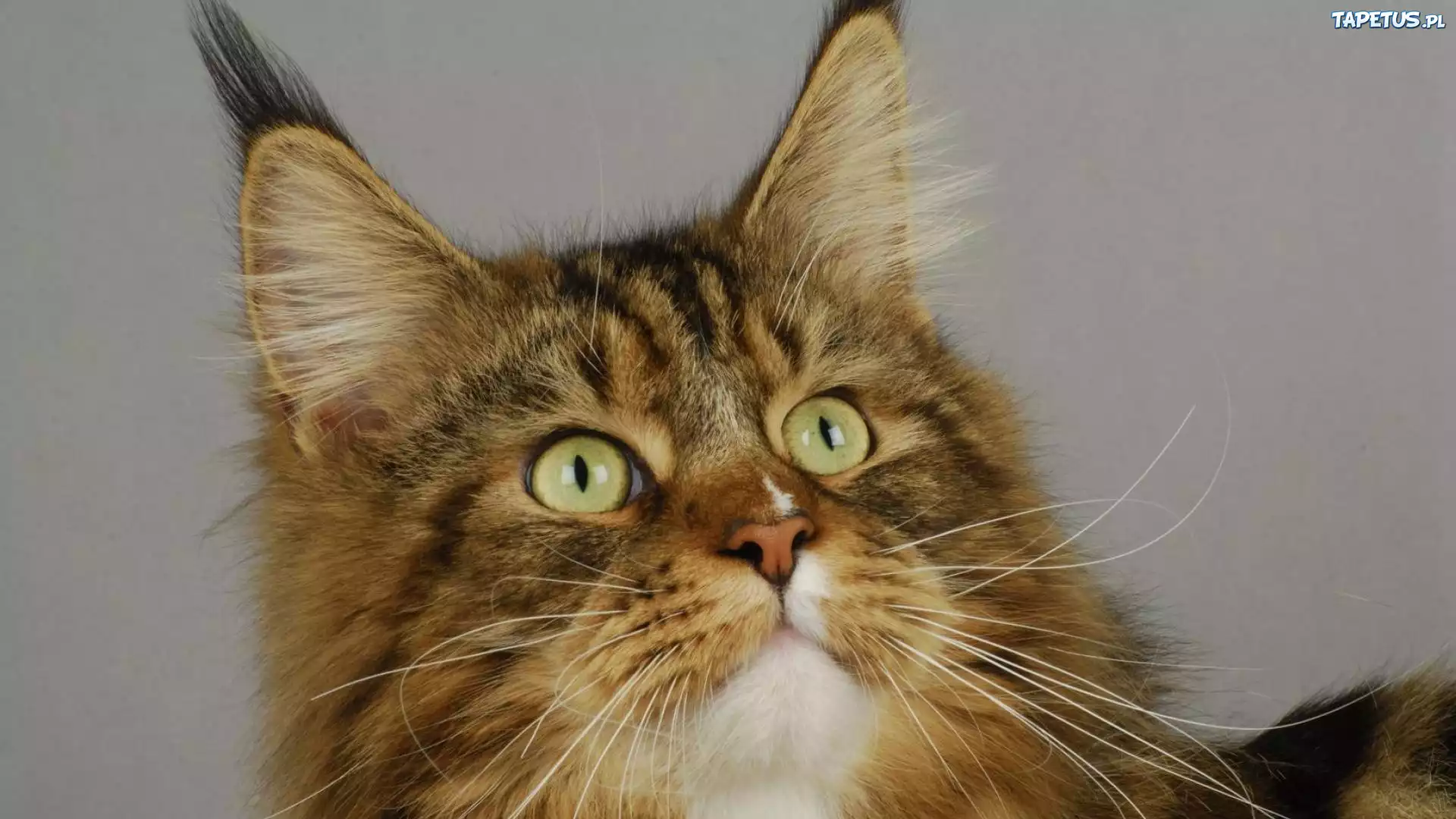 Kotek, Maine Coon, Oczy