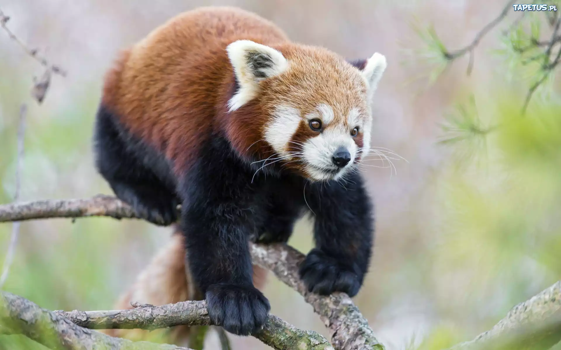 Panda, Czerwona, Gałąź