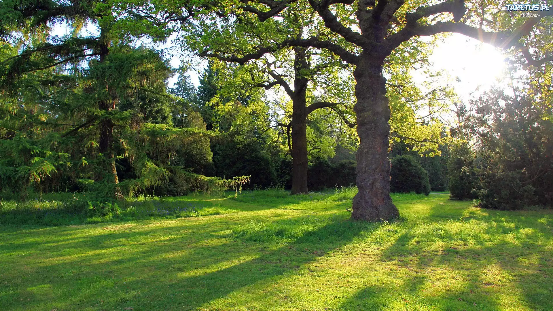 Park, Promienie Słońca