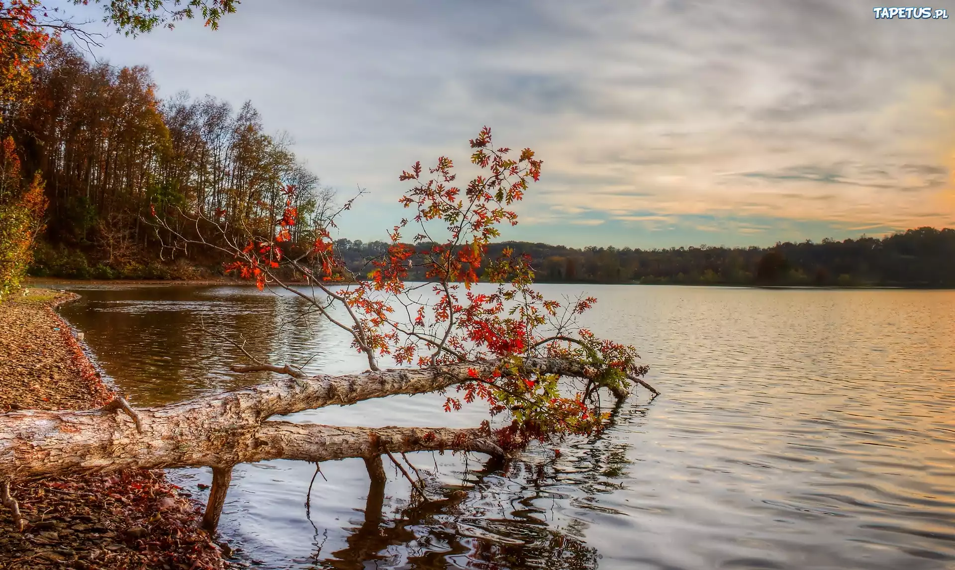 Jezioro, Drzewa, Jesień