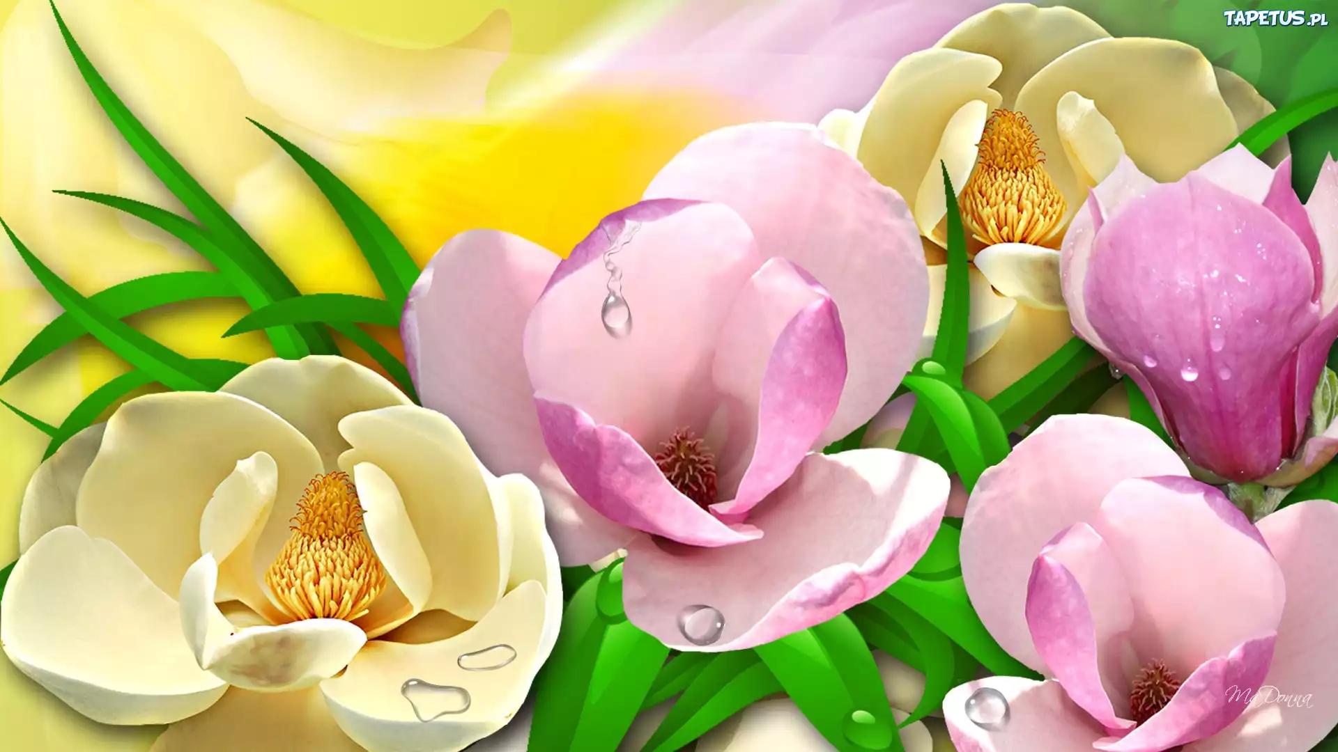 Magnolie, Krople, Rosy, Grafika