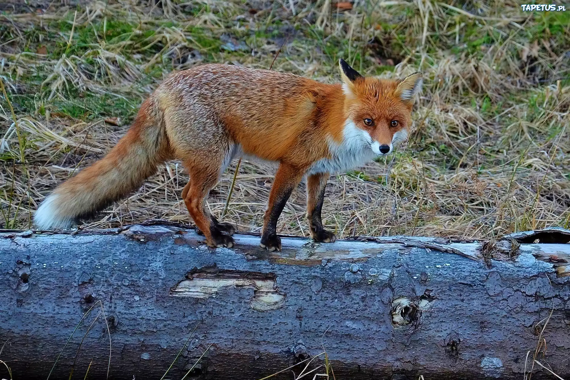 Lis, Kłoda, Drzewa