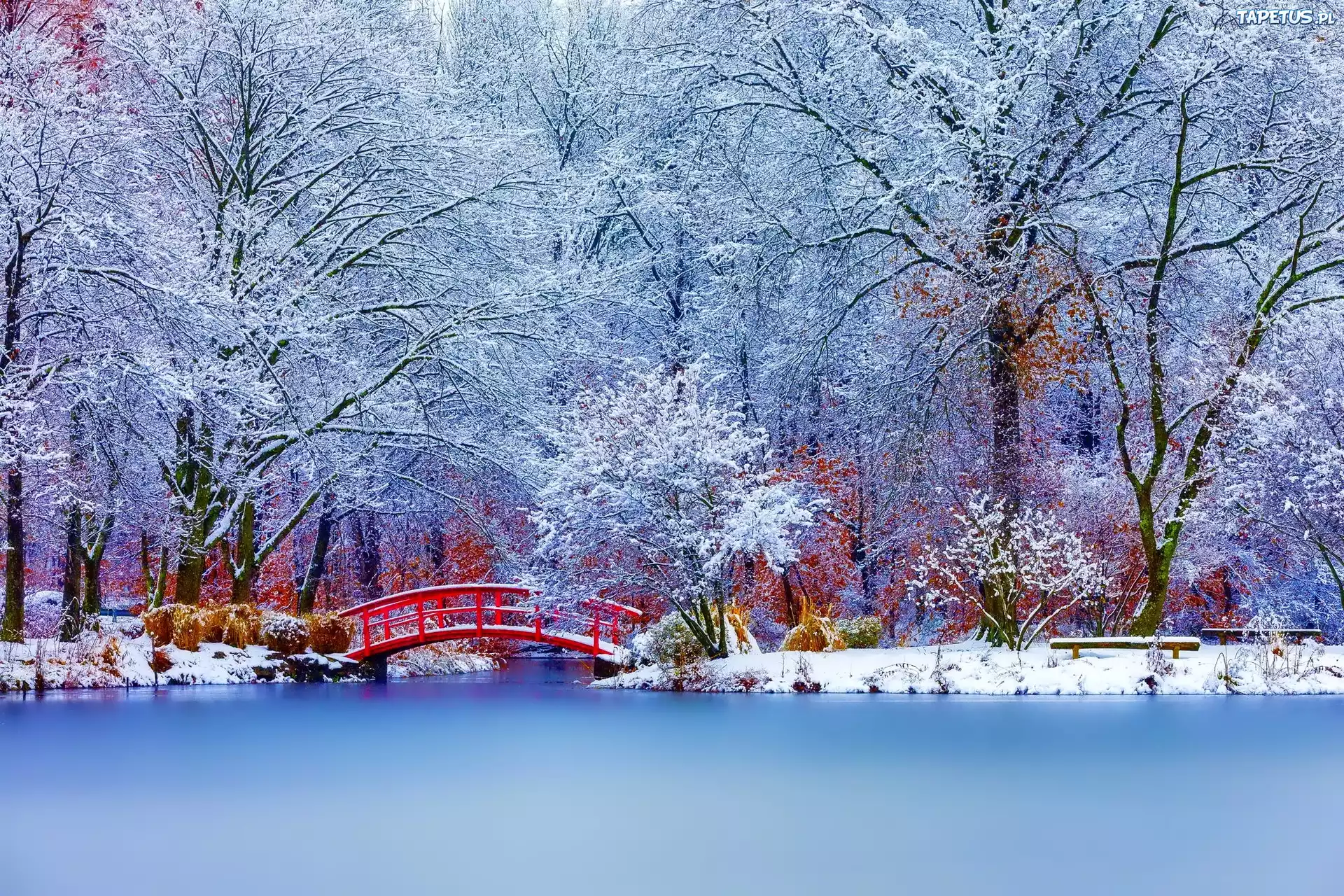 Zima, Park, Staw, Czerwony, Mostek