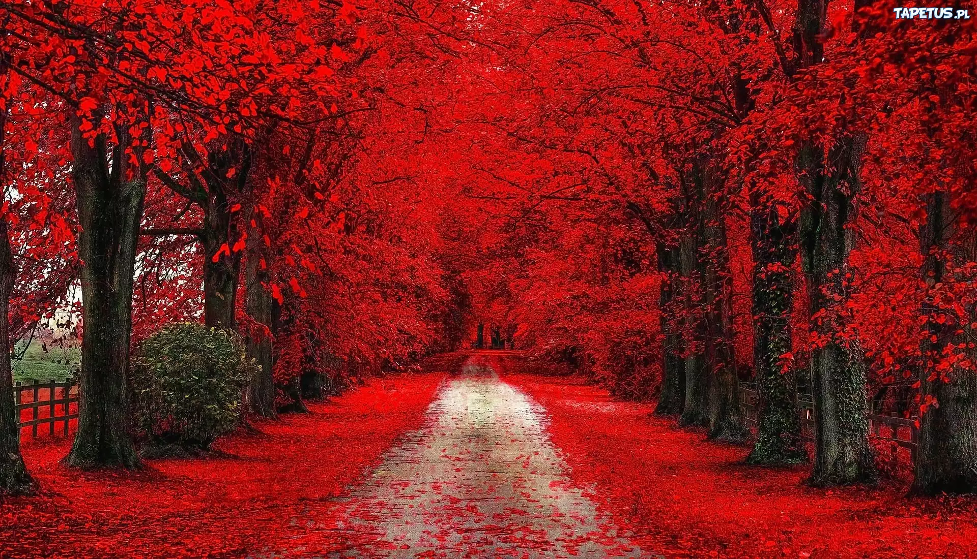 Jesień, Aleja, Park