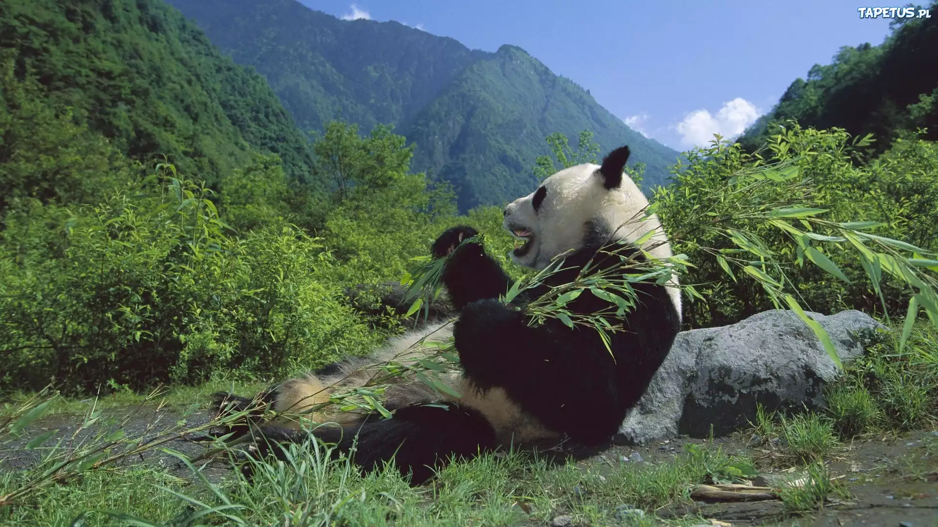 Panda, Posiłek, Góry