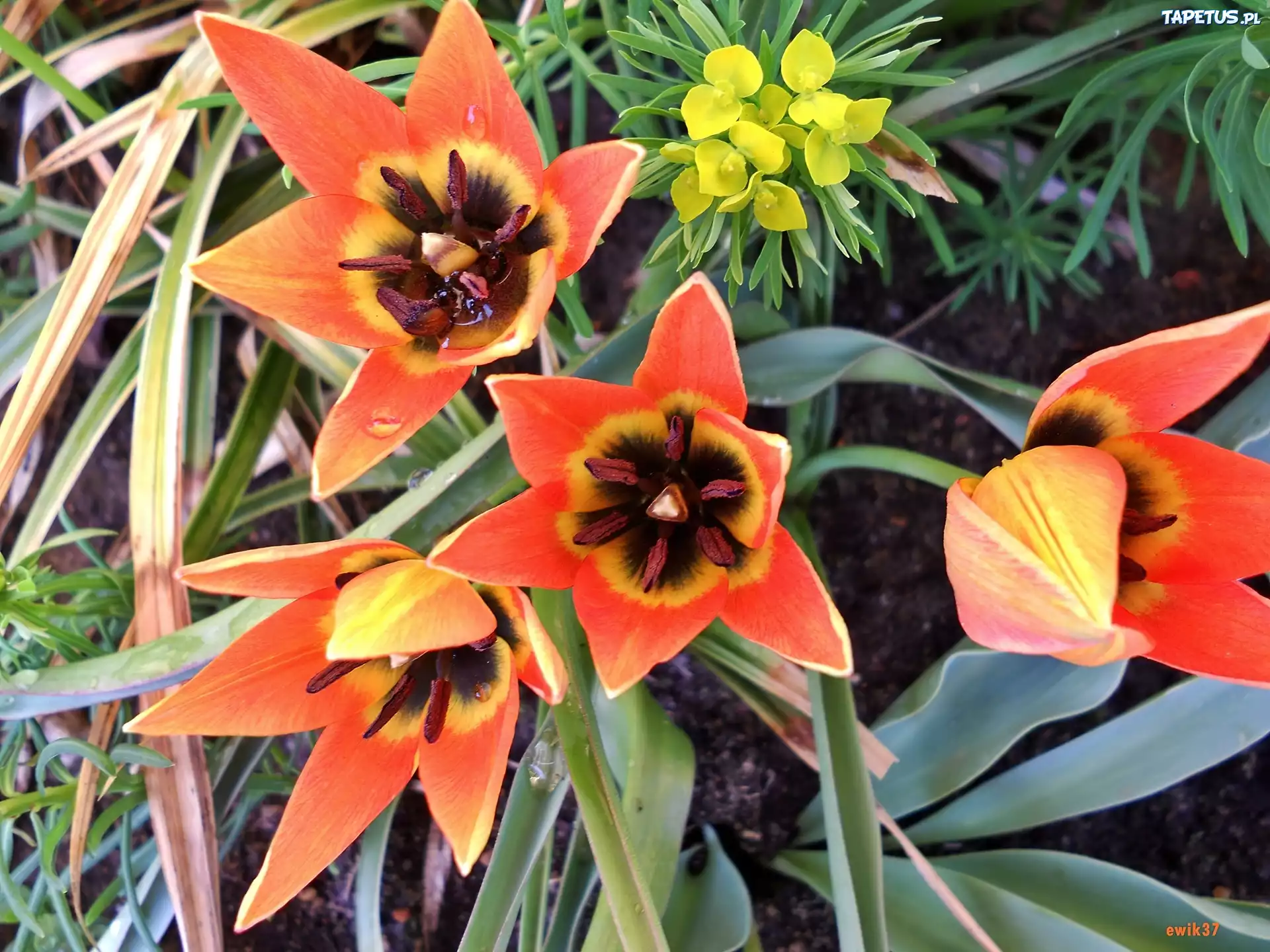 Drobne, Pomarańczowe, Tulipany