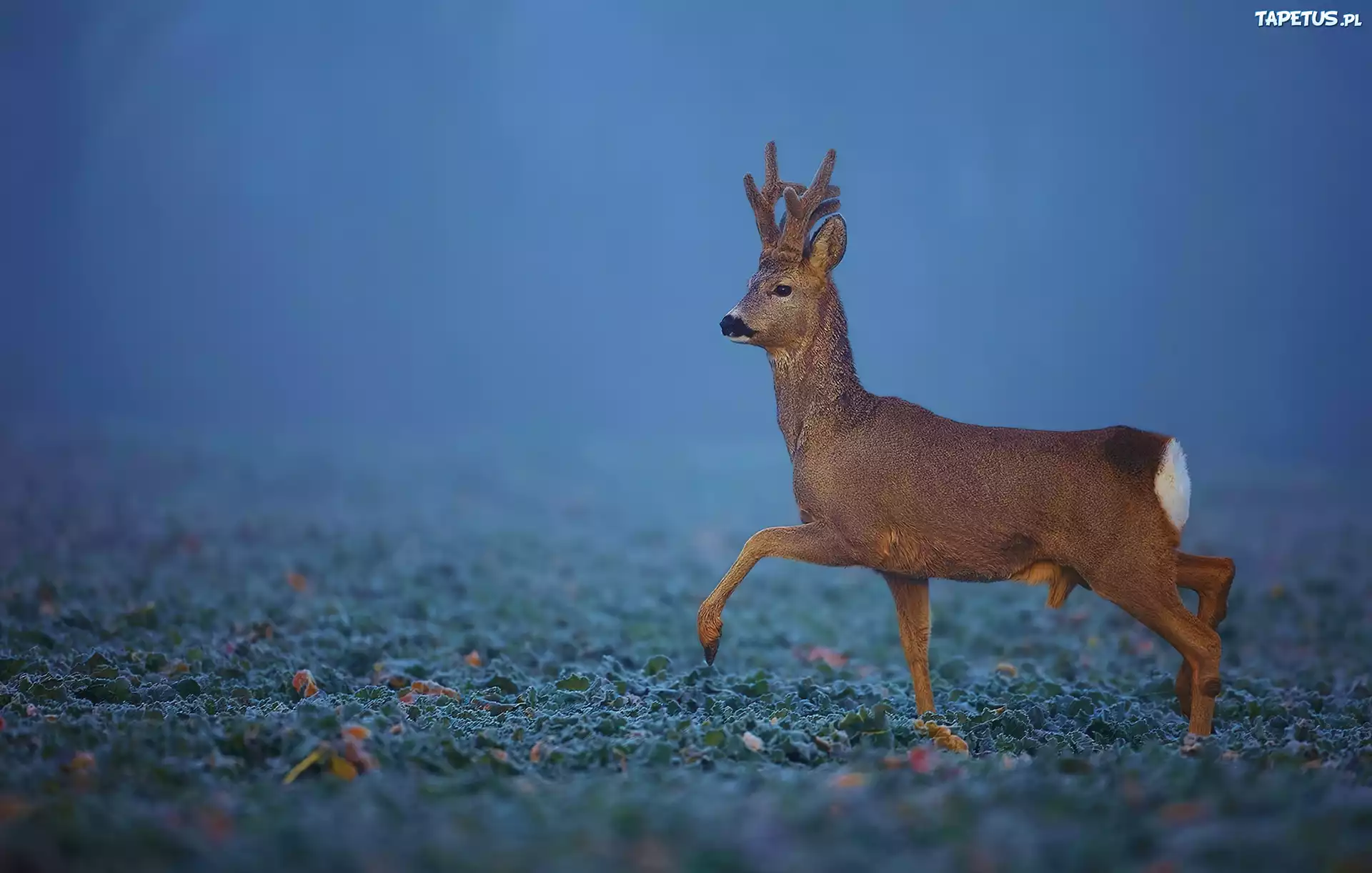 Młody, Jeleń, Mgła