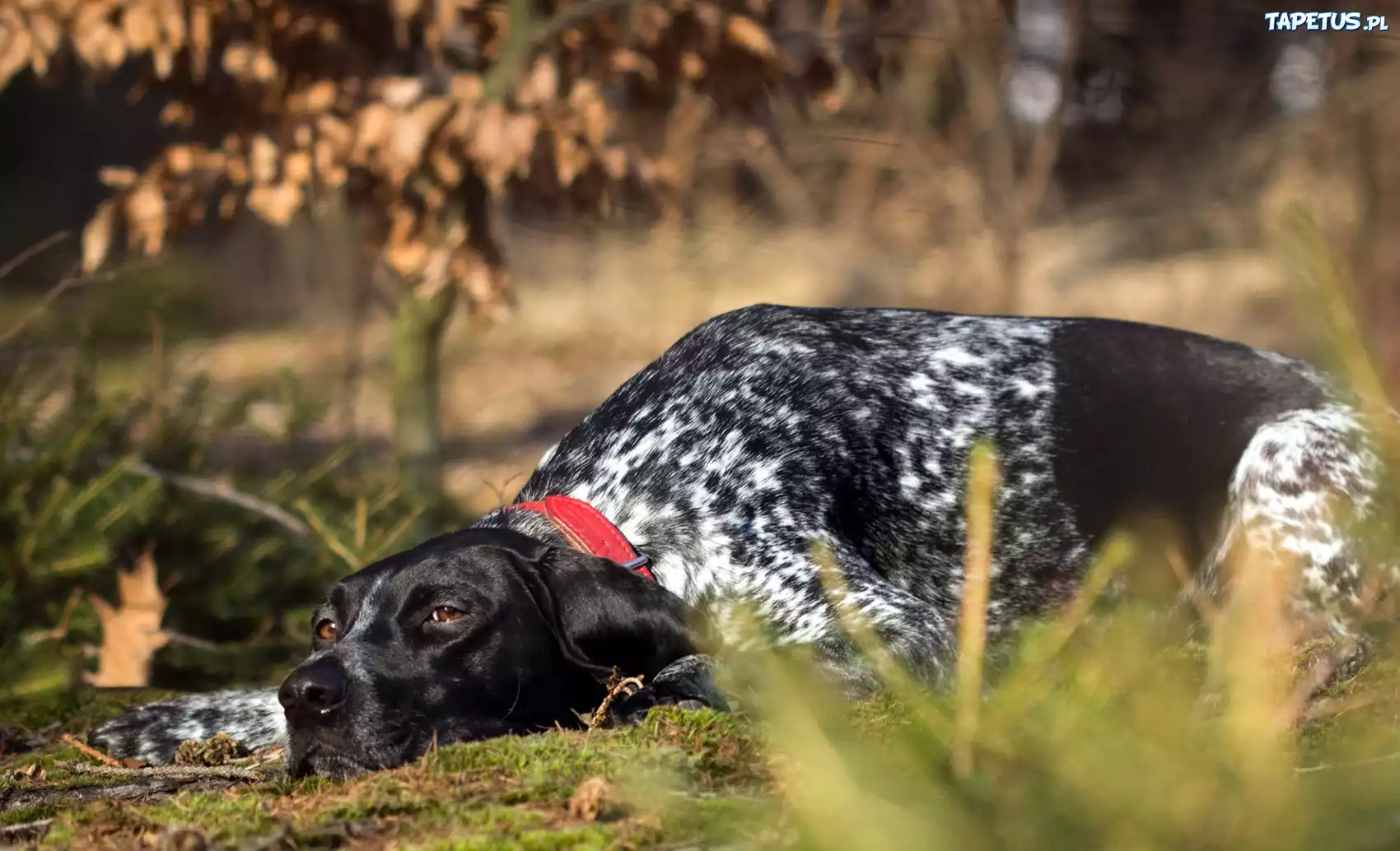 Leżący, Pies, Pointer