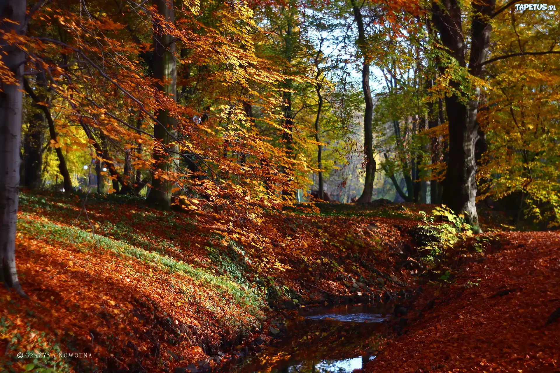 Park, Jesień, Kolorowe, Liście, Drzewa