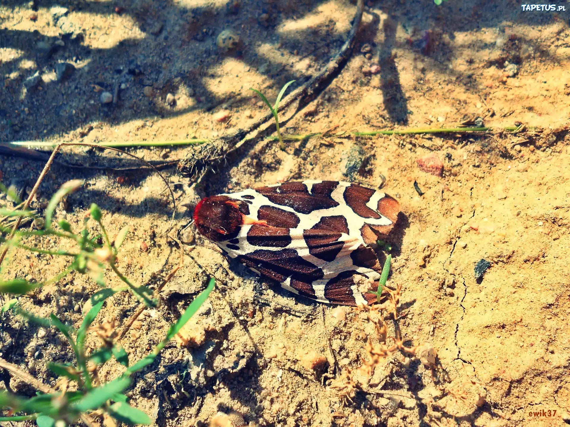 Ćma, Brązowo, Białe, Skrzydełka