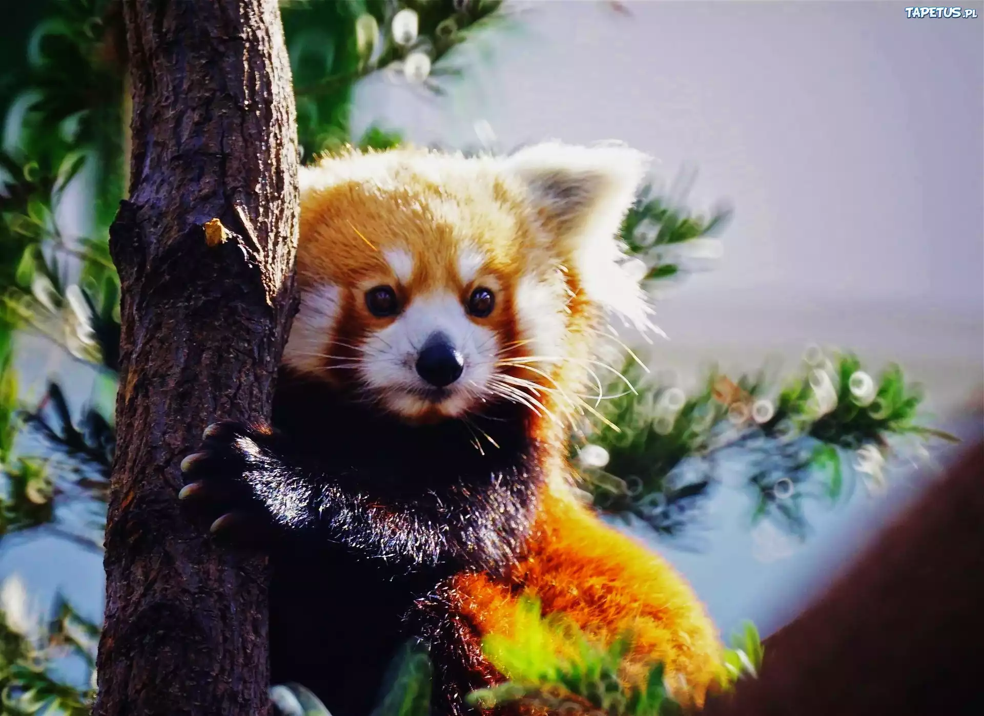 Panda, Pień