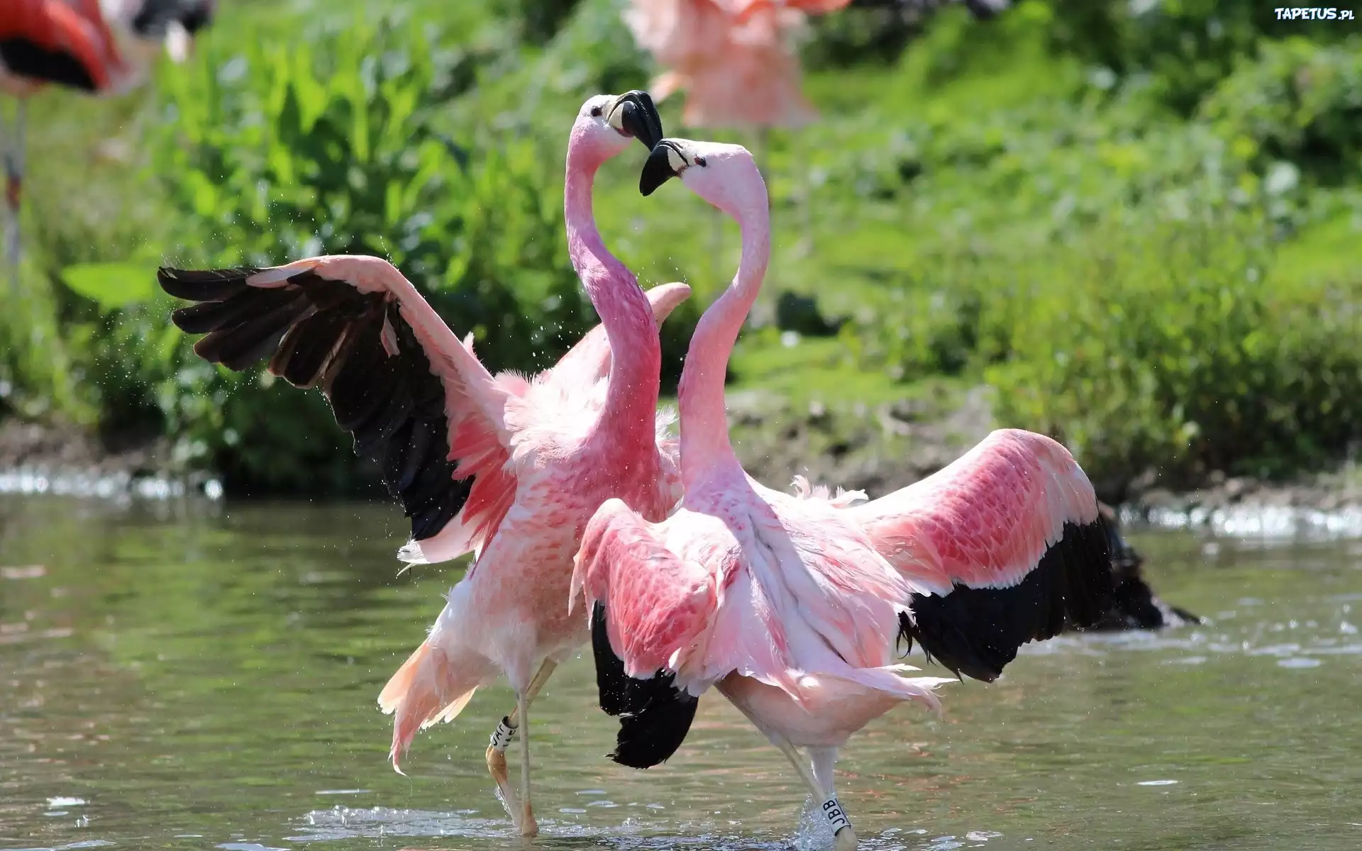 Flamingi, Woda