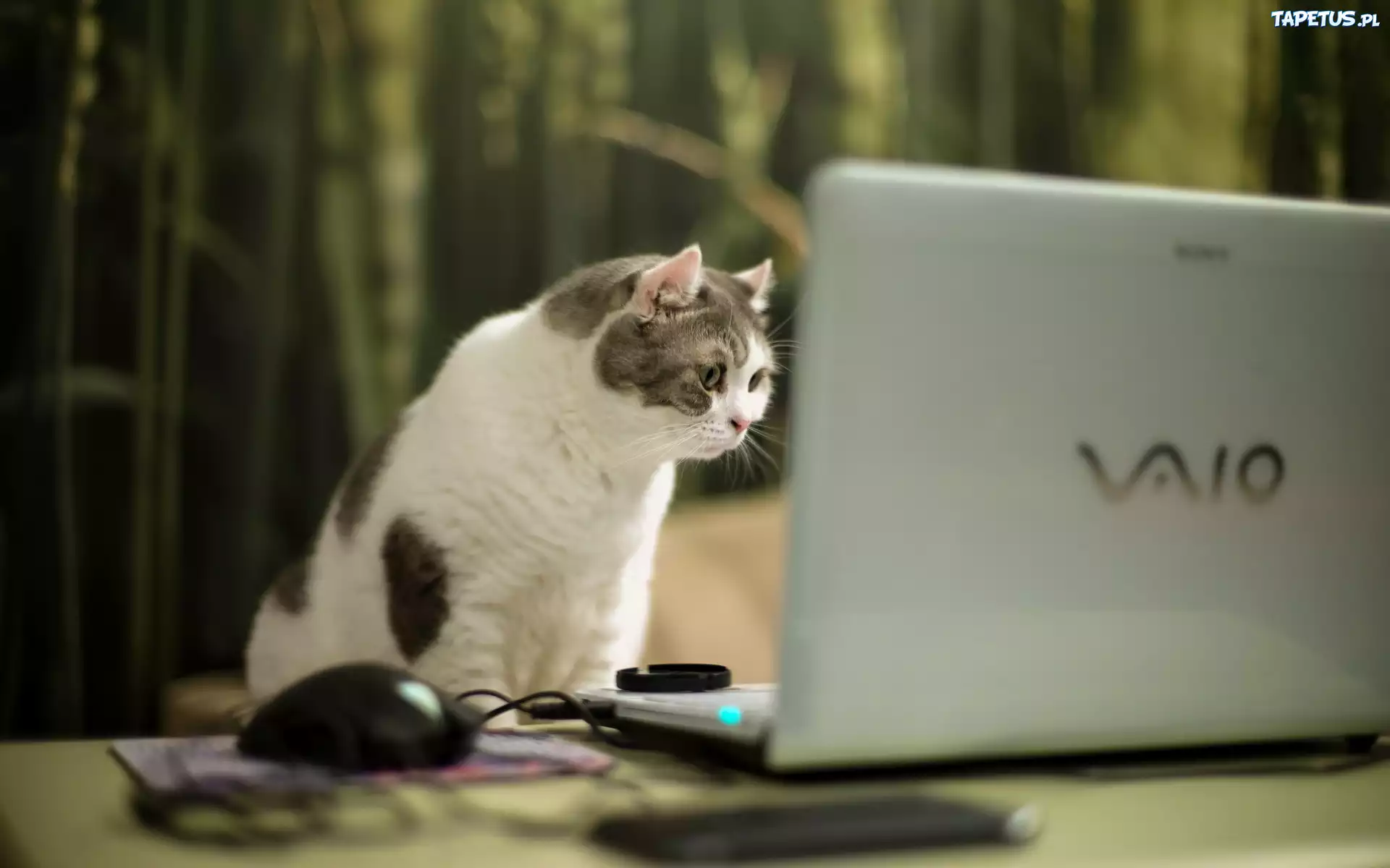 Kot, Laptop