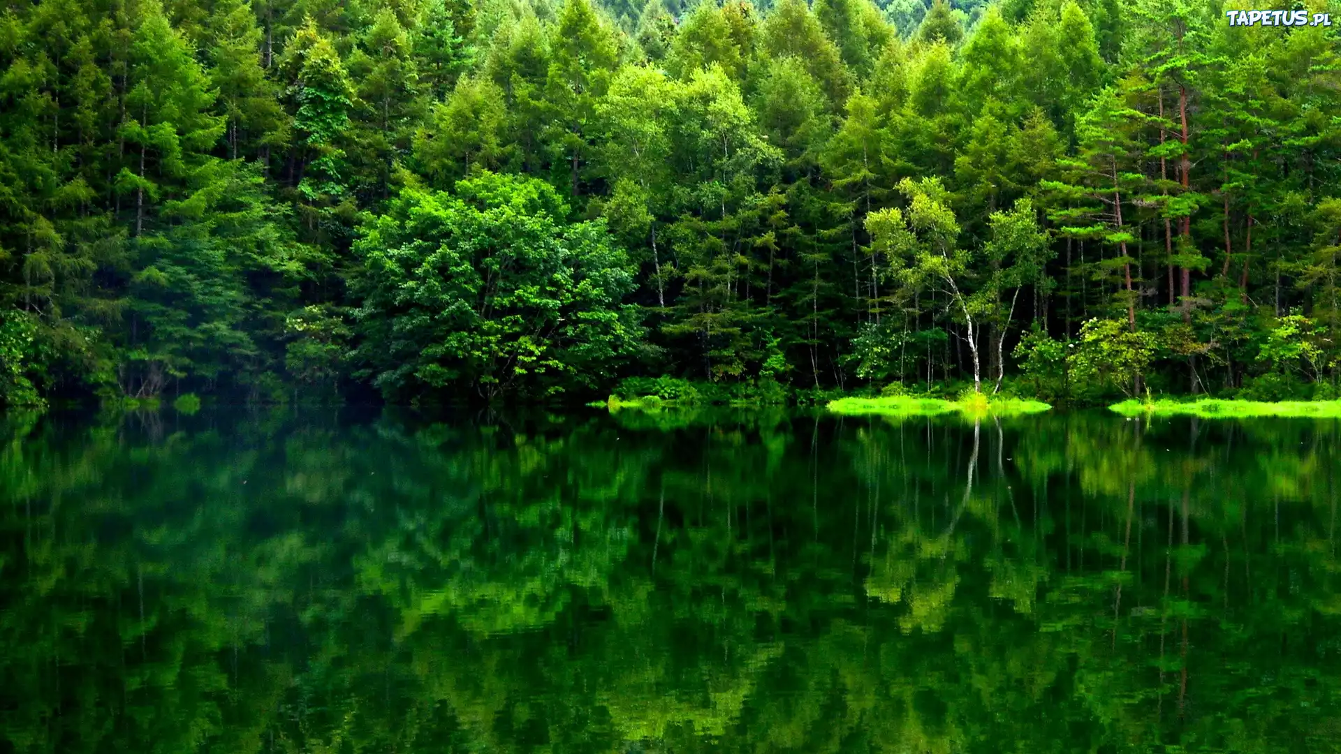 Las, Jezioro, Odbicie