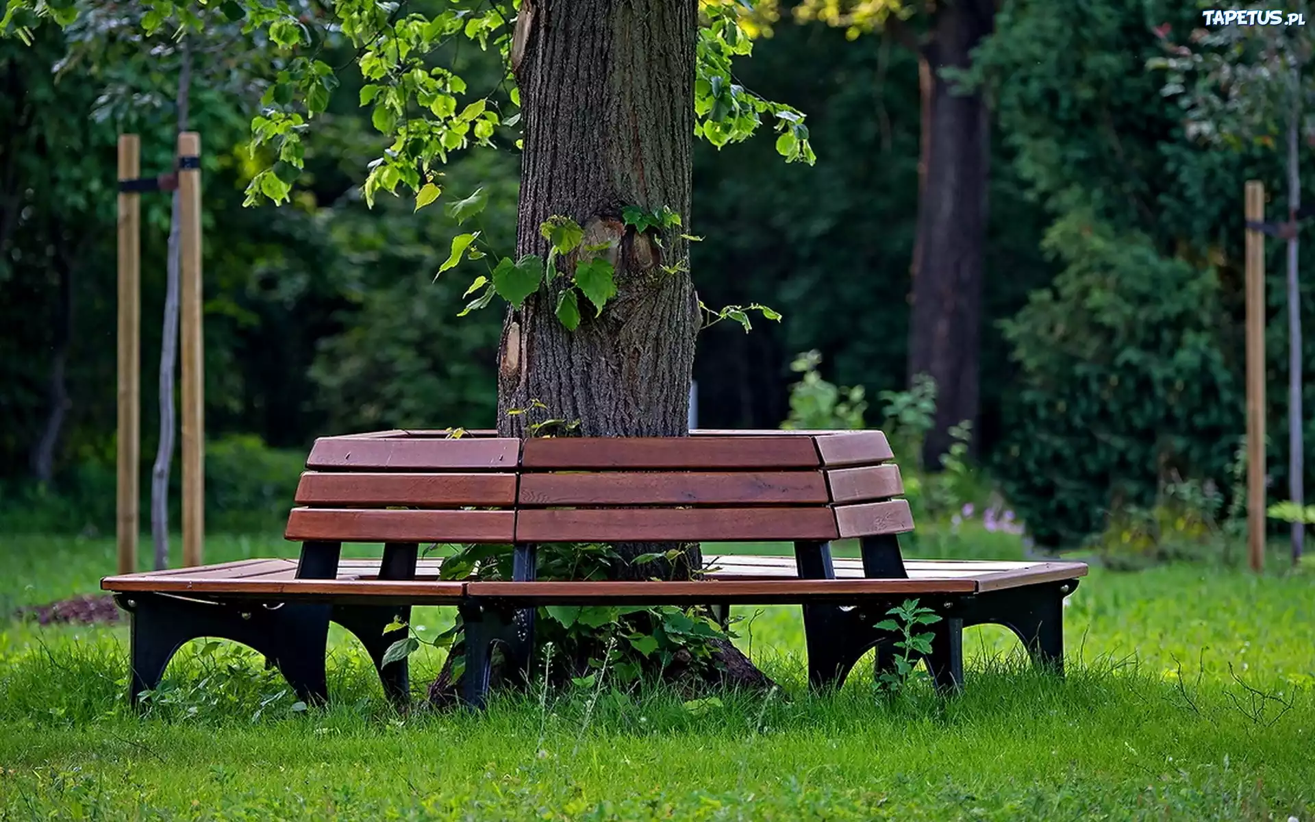 Park, Drzewa, Zieleń, Ławka