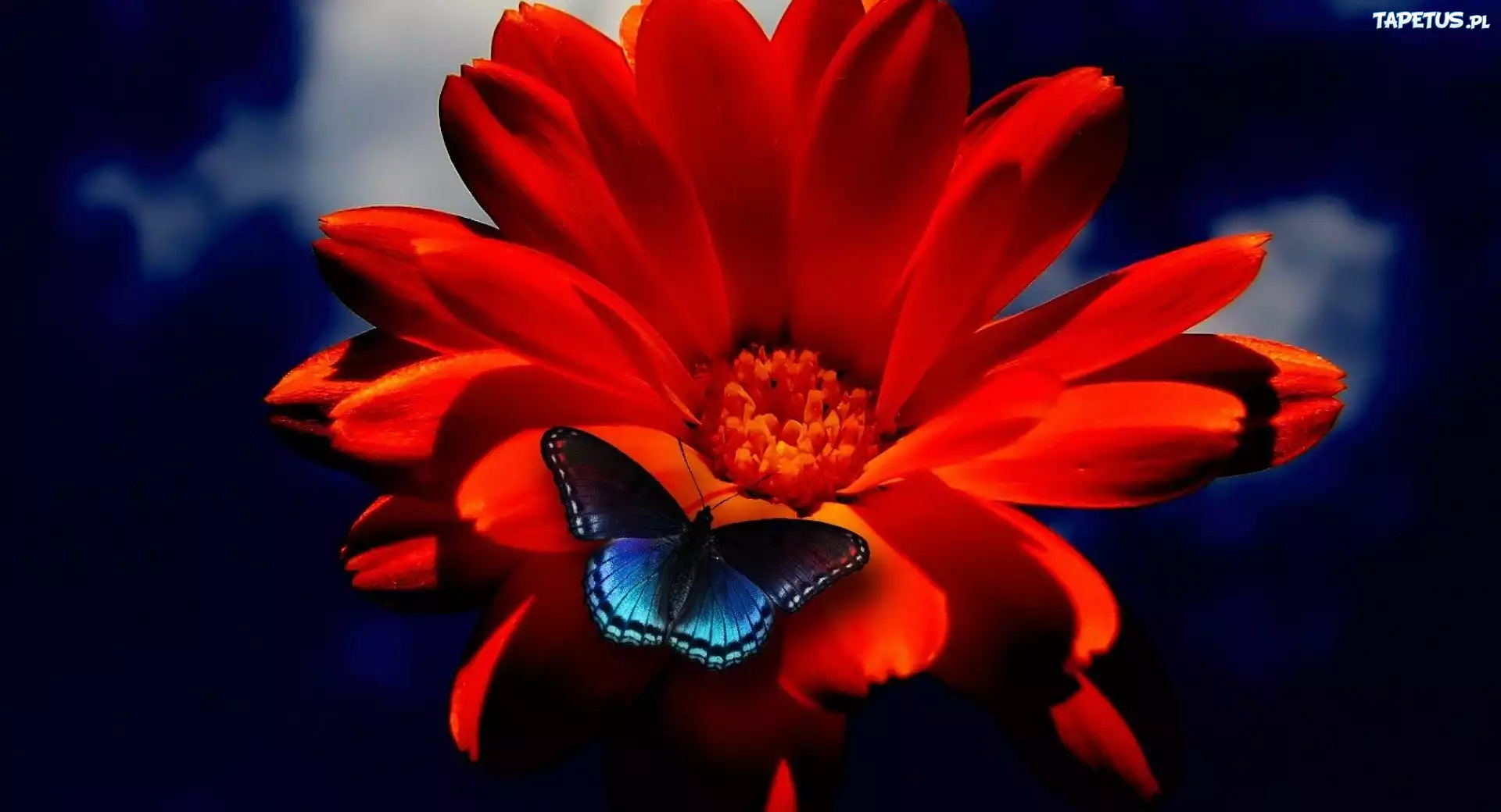 Gerbera, Niebieski, Motyl