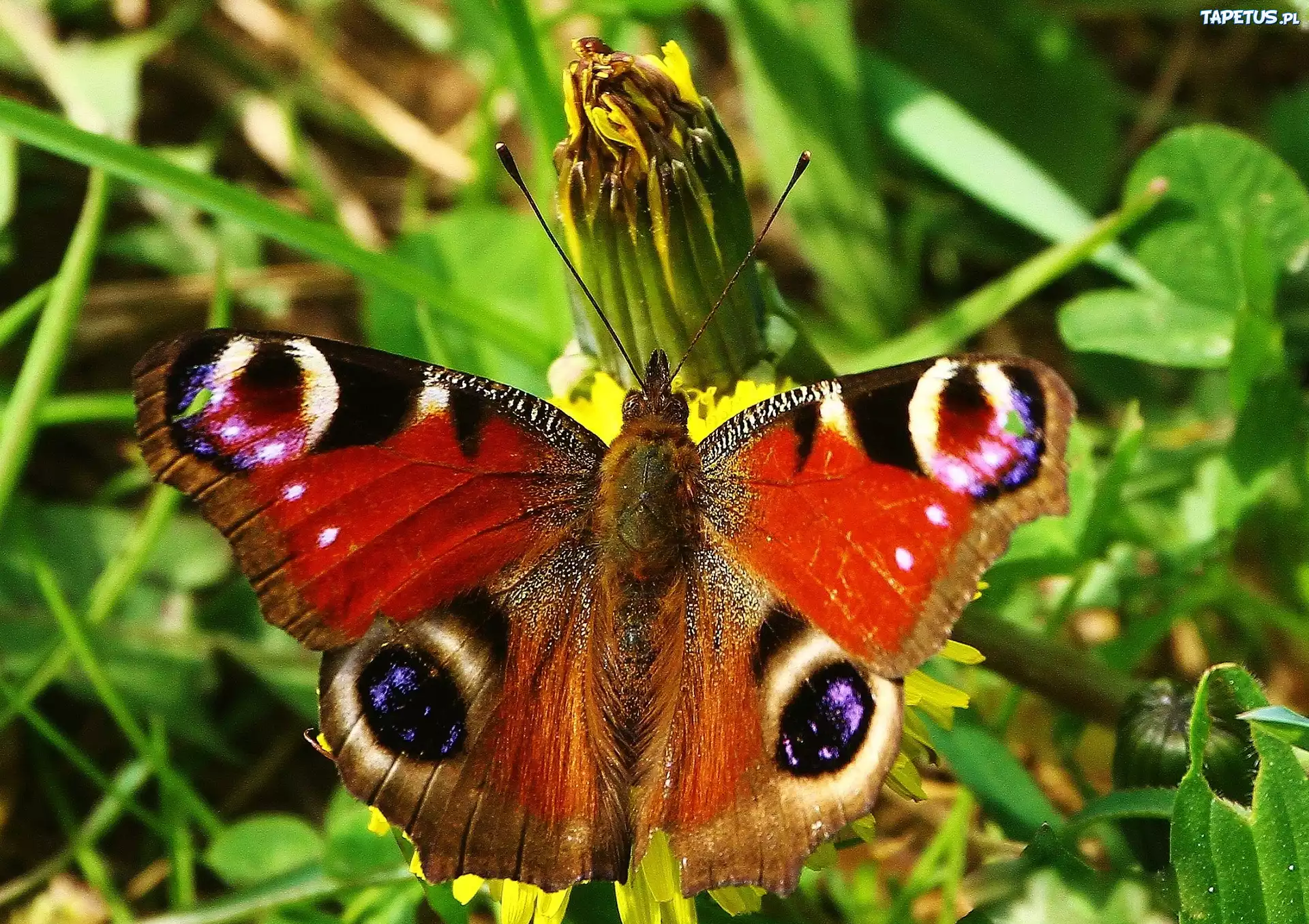 Motyl, Pawik, Zieleń