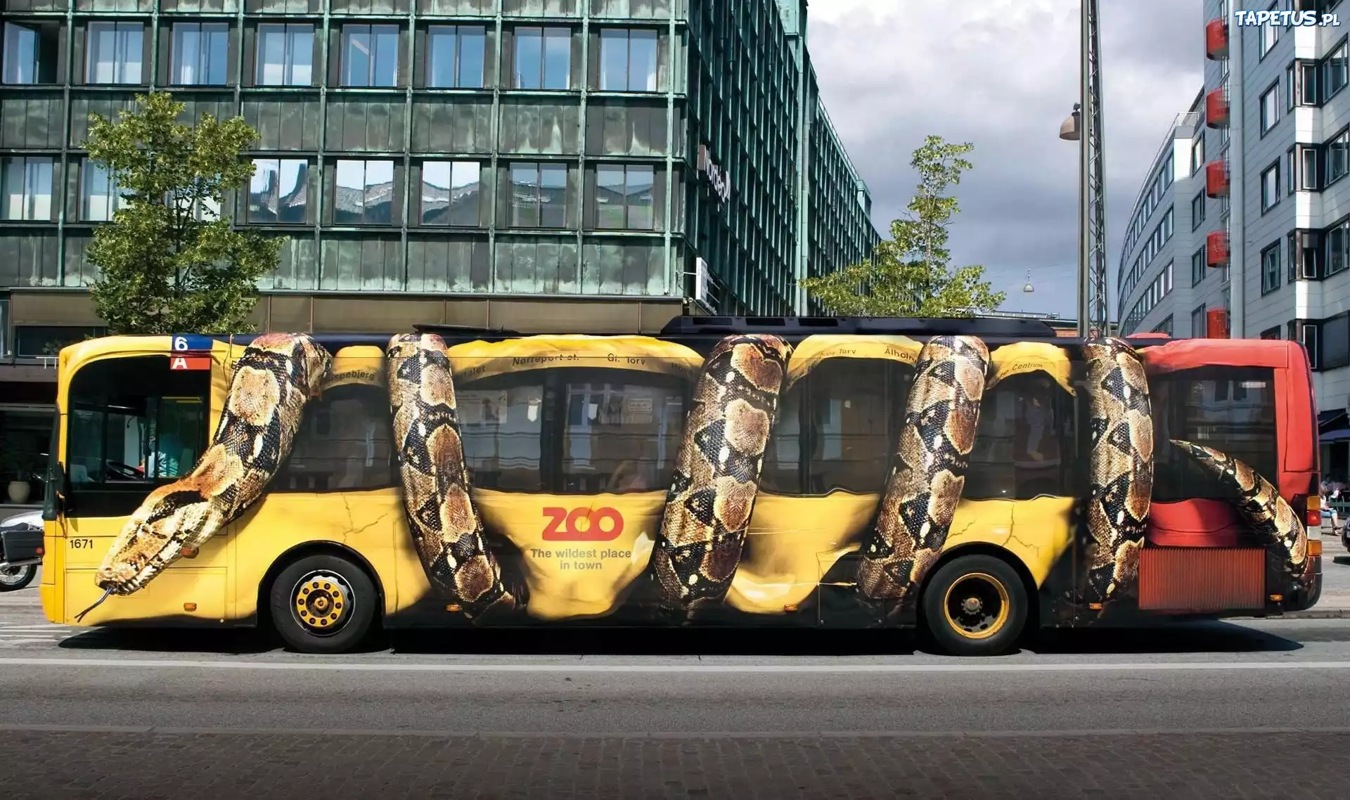 Autobus, Ulica, Drzewa, Wąż