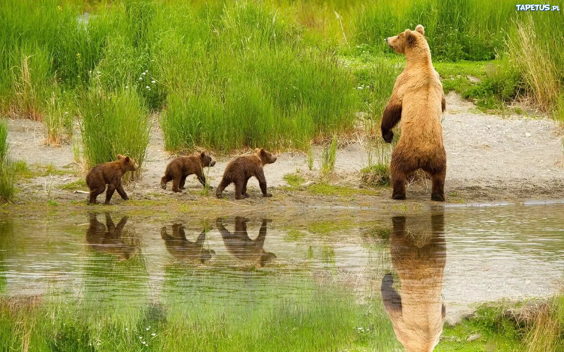 Niedźwiedź, Z, Młodymi, Rzeka, Trawa, Odbicie