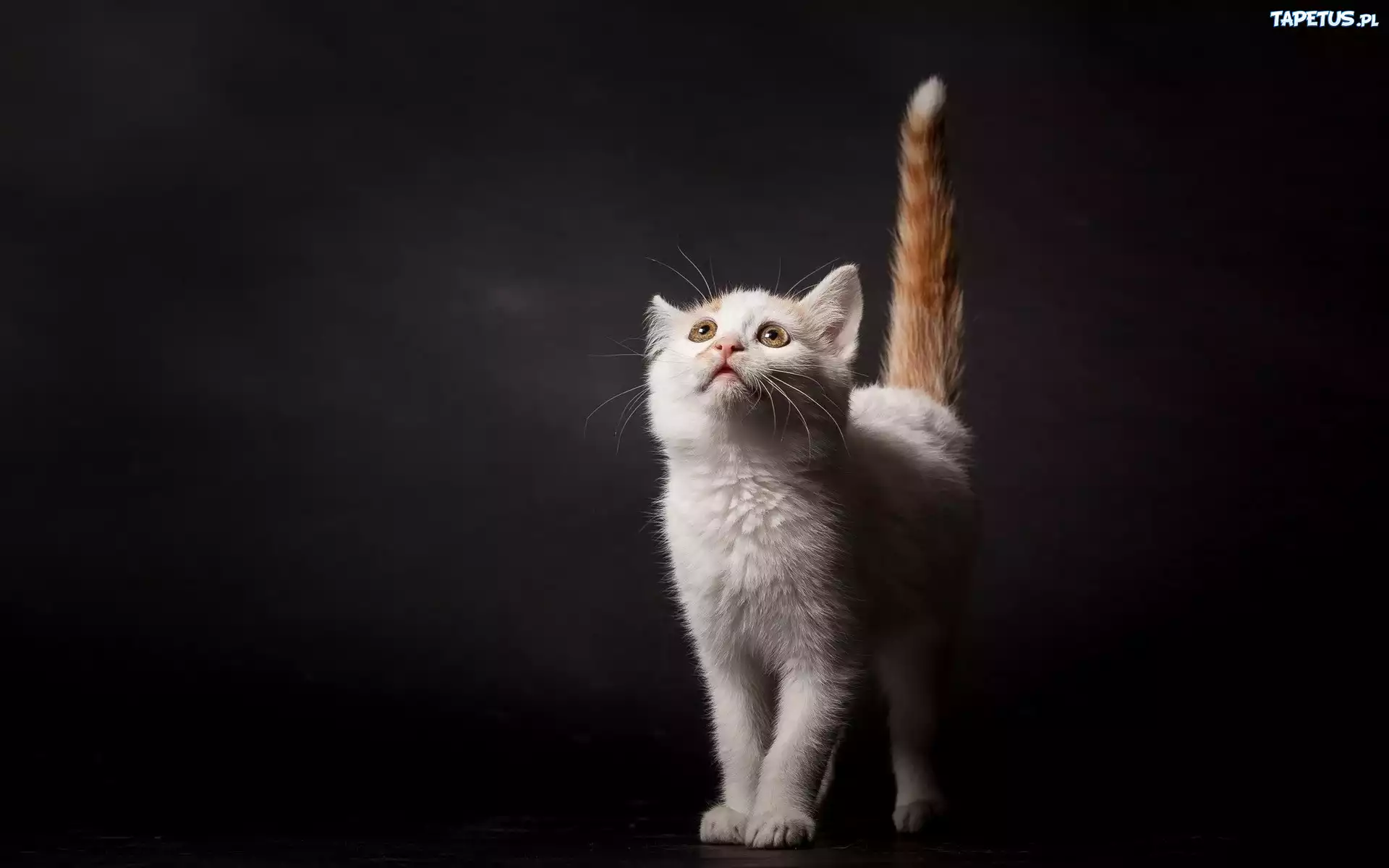 Kot