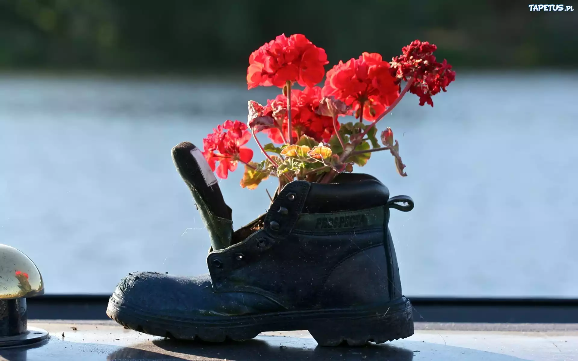 Pelargonia, But