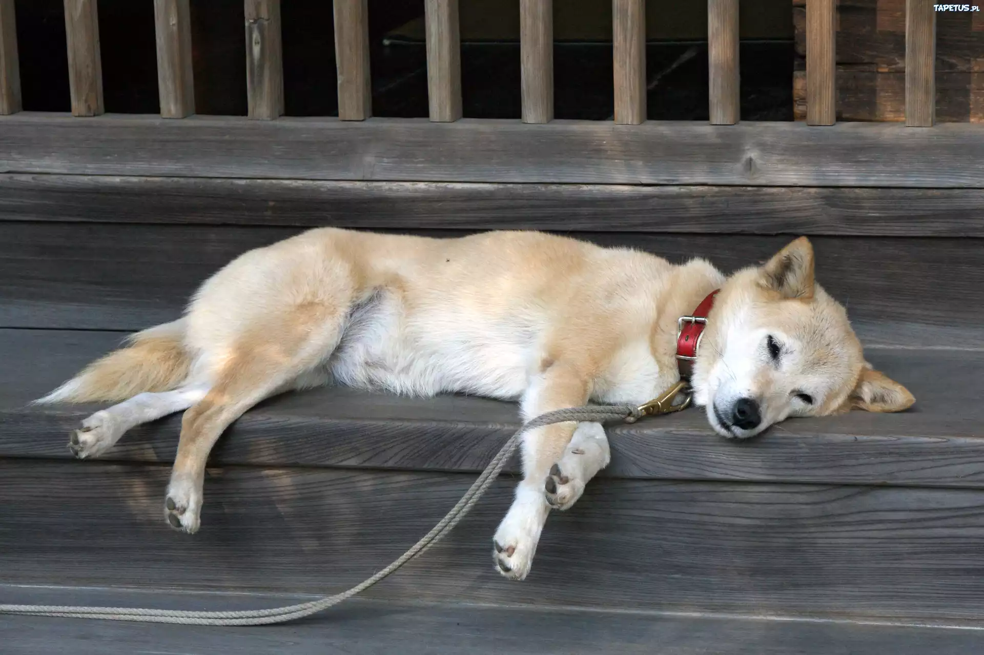 Śpiący, Shiba Inu