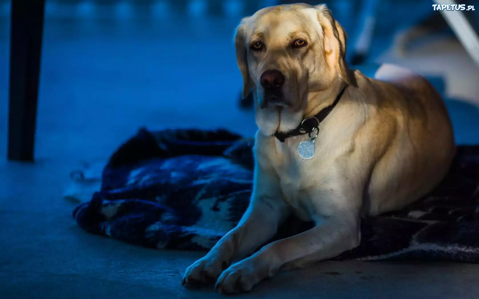 Labrador Retriever, Pies, Posłanie