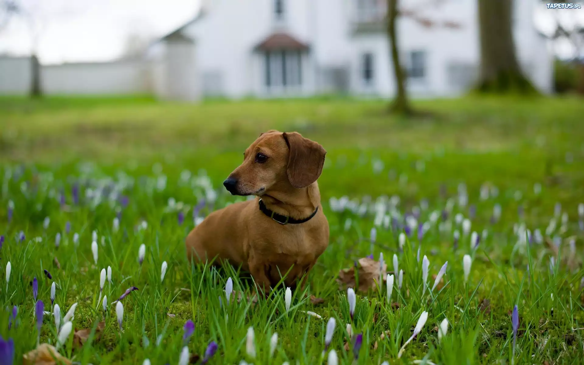 собака пенек цветы поляна скачать