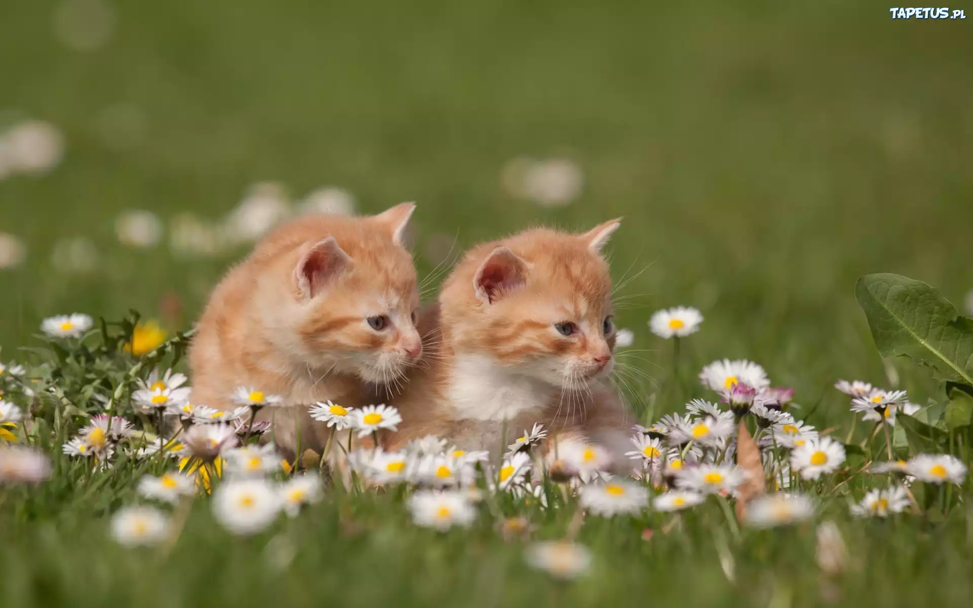 Котенок с цветами на лужайке бесплатно