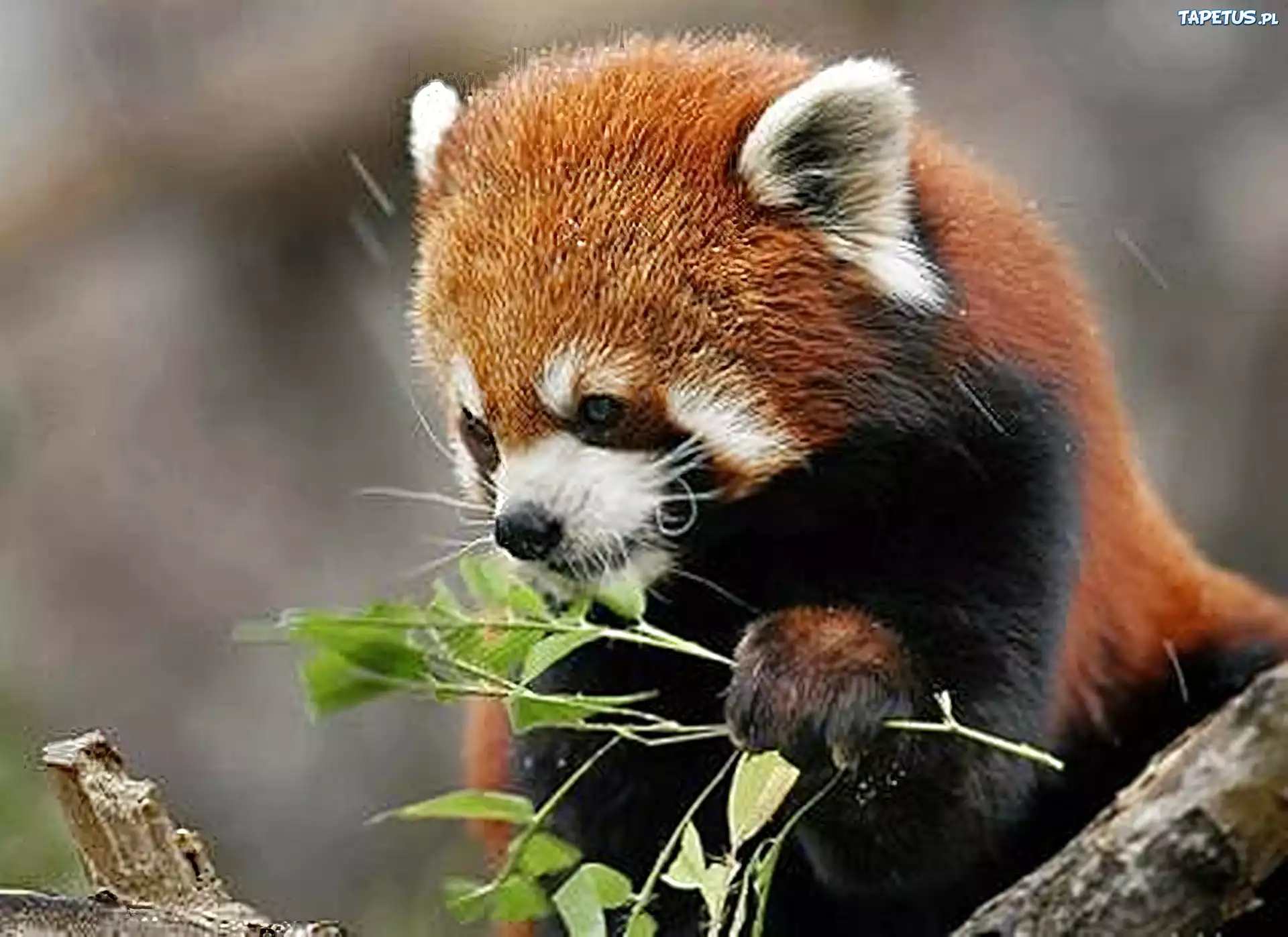 Panda, Czerwona, Liście, Drzewo