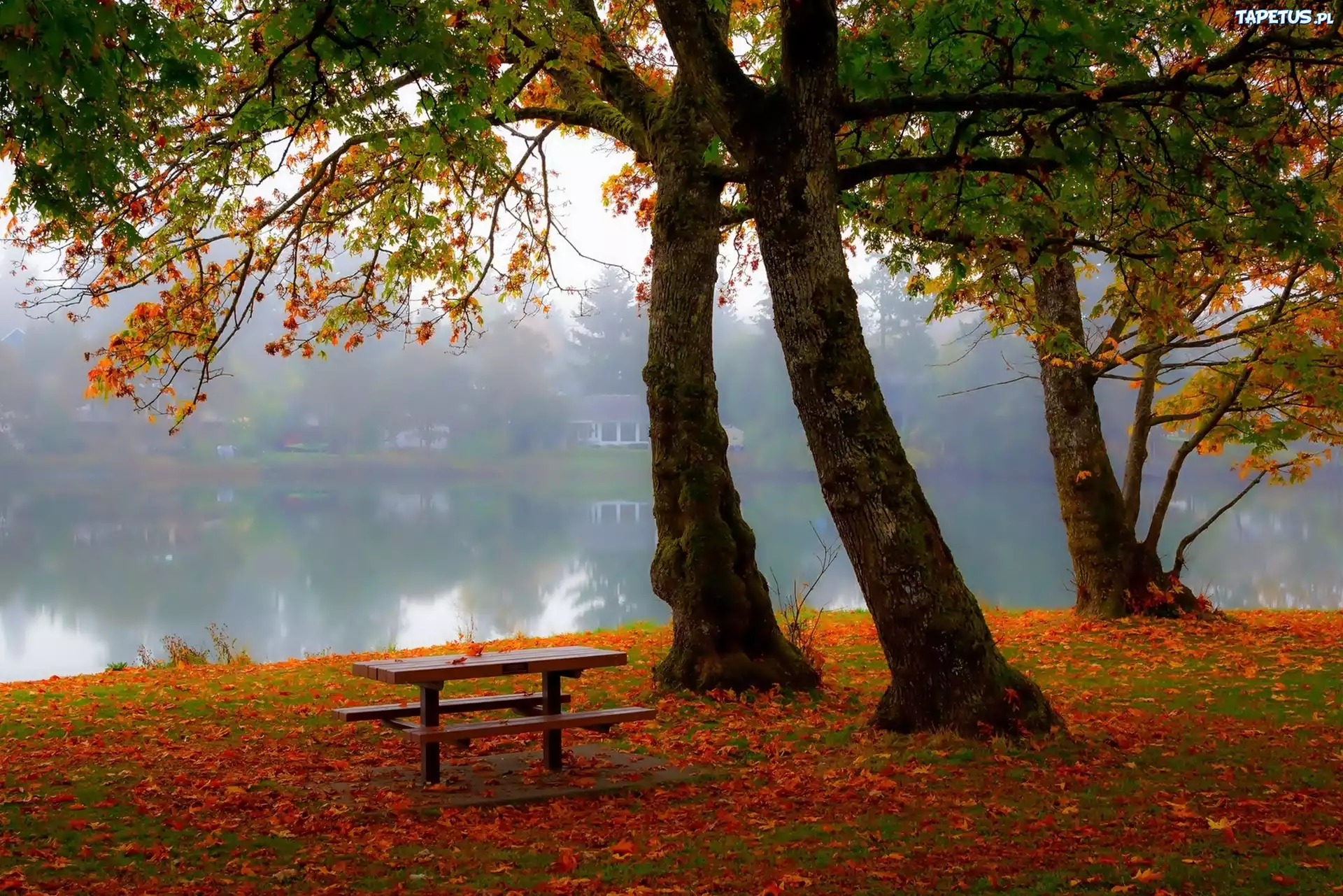 Jesień, Park, Ławka, Staw, Mgła