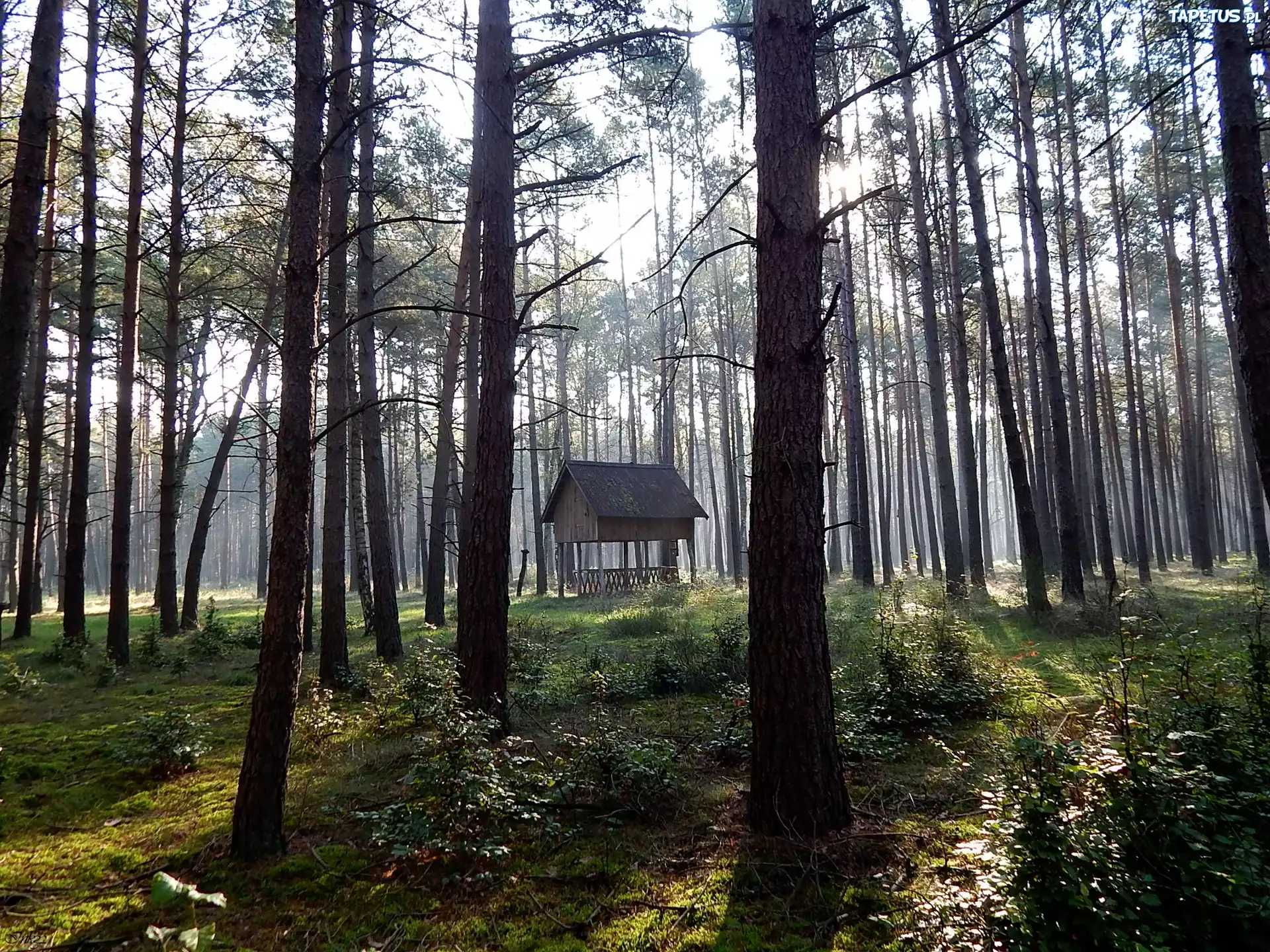 Las, Drzewa, Paśnik