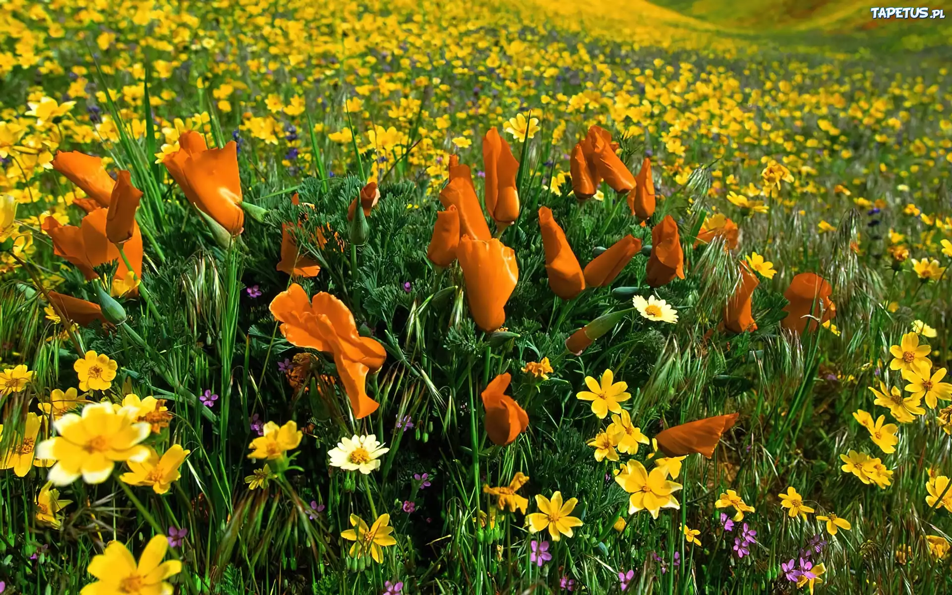 Красивые летние слова. Весенние полевые цветы. Цветы на лугу. Весенние полевые и луговые цветы. Разнообразие цветов.