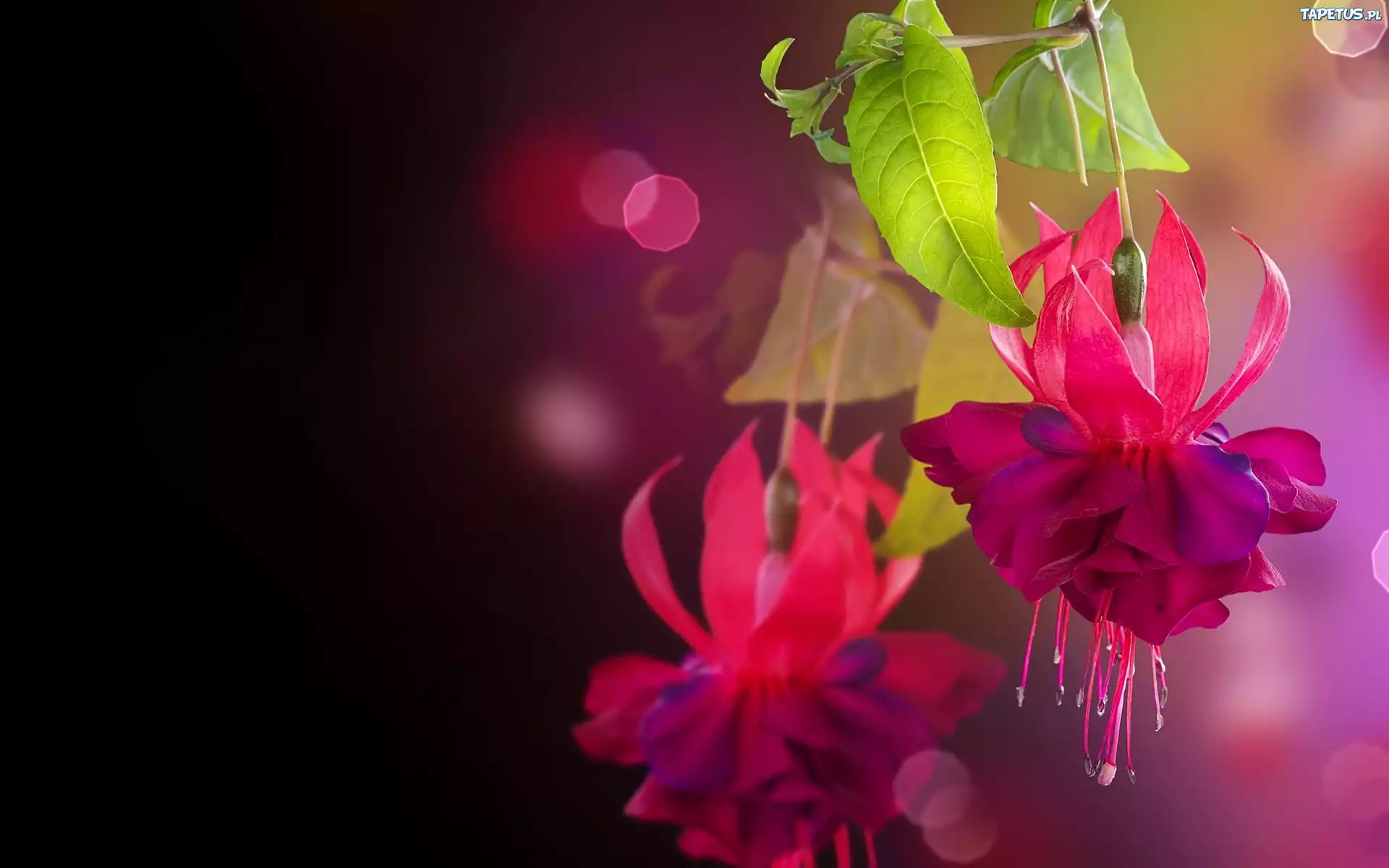 Kwiat, Liście, Bokeh