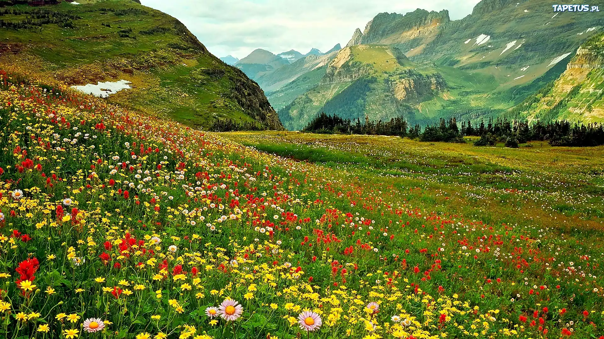 Поле горы цветы поляна бесплатно