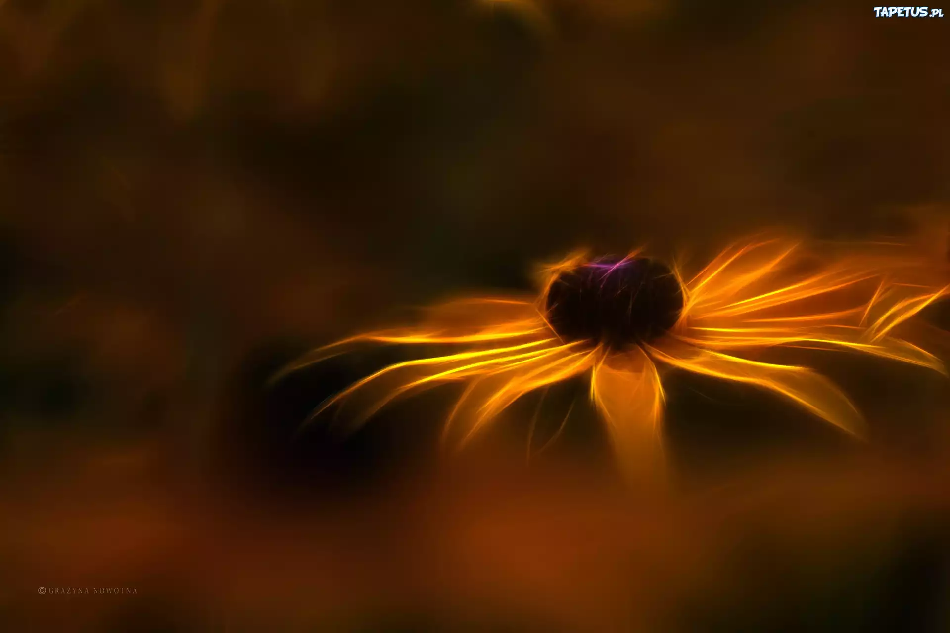 Rudbekia, Kwiat, Fractalius