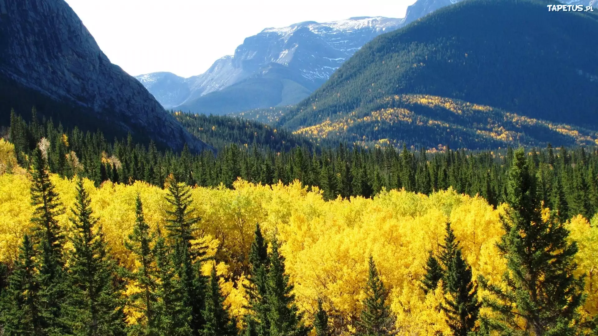 Góry, Lasy, Alberta, Kanada