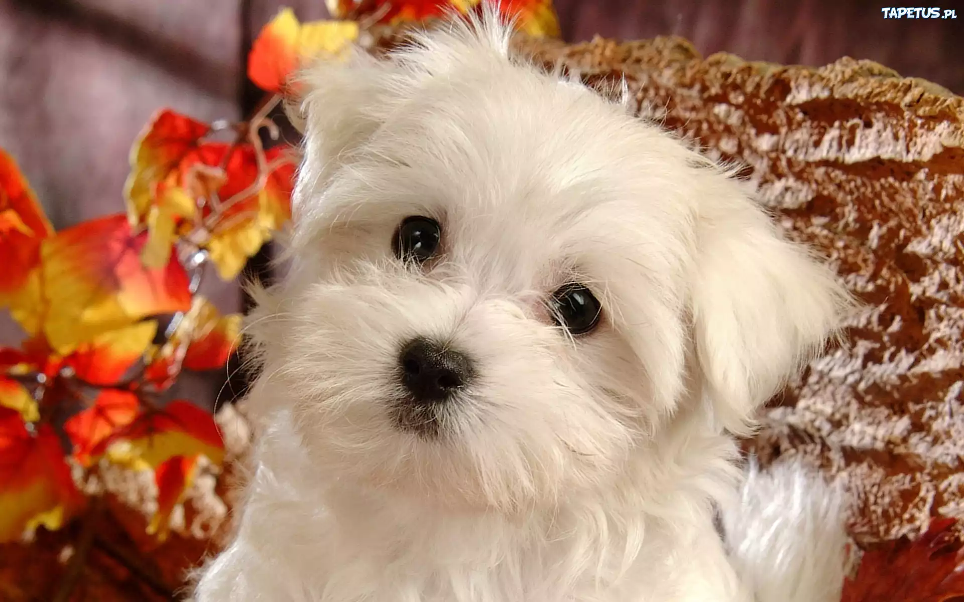 Bichon Frise, Mordka