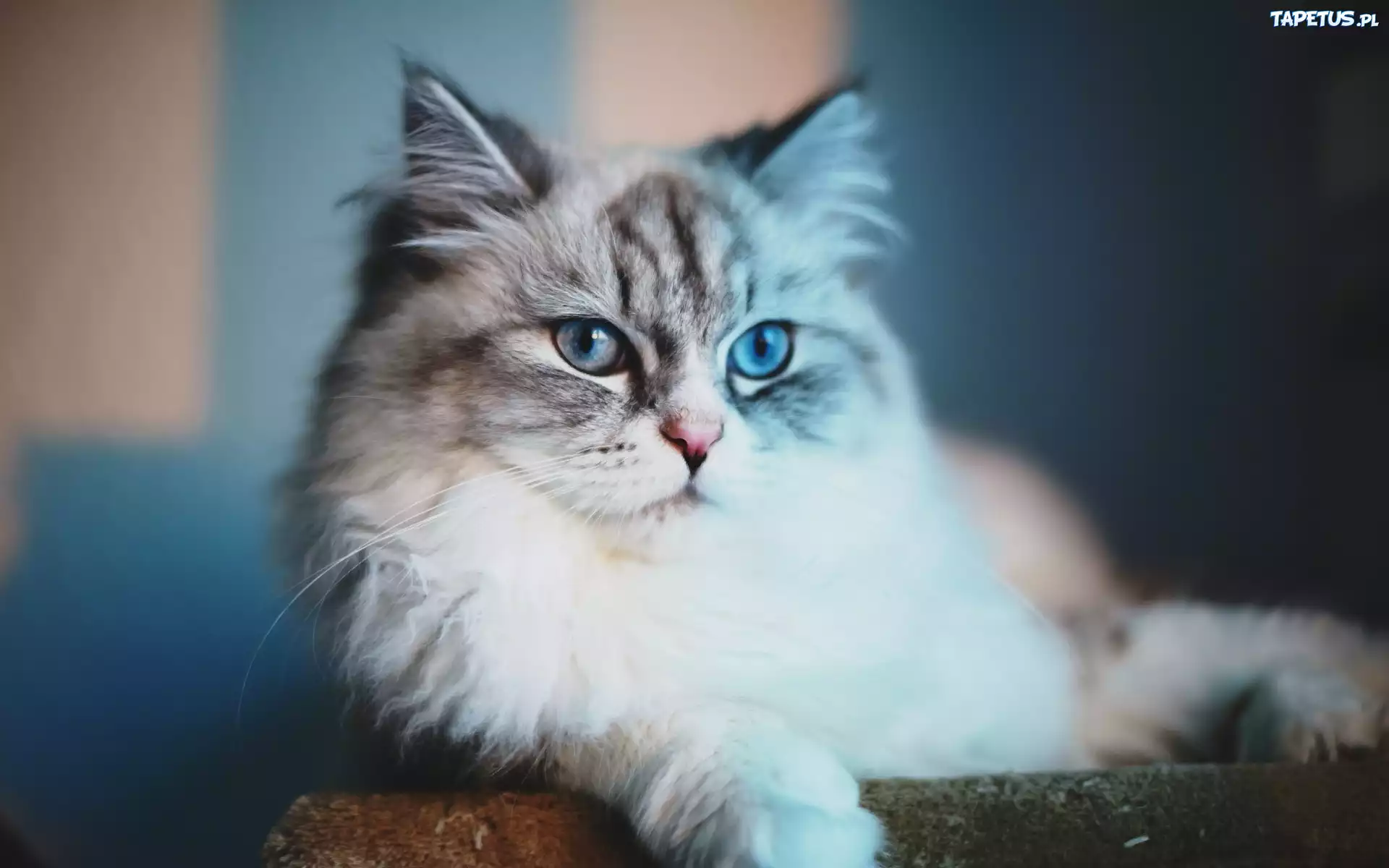 Puszysty, Kot, Niebieskie, Oczy