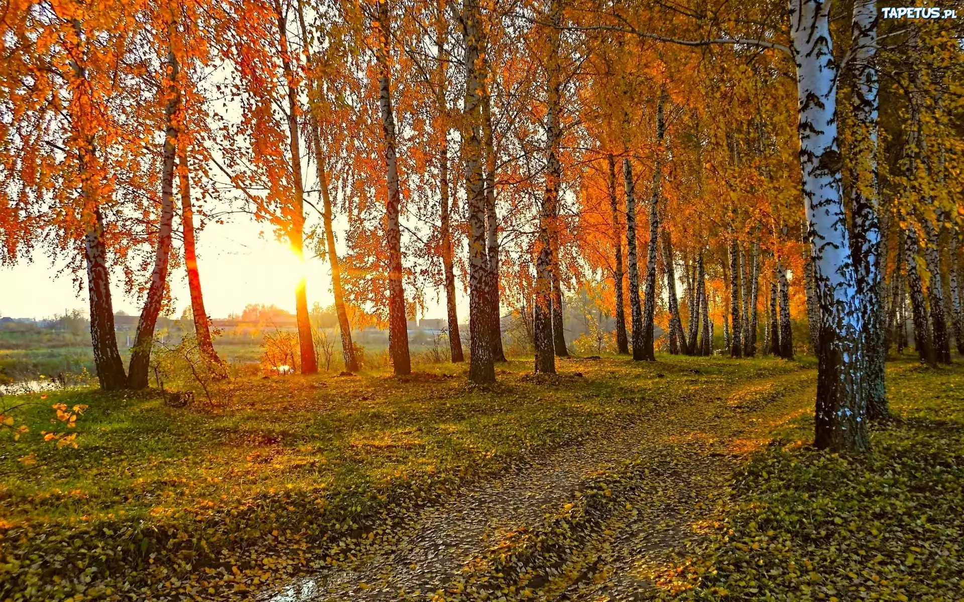 Las, Brzozowy, Liście, Rzeka, Promienie, Słońca, Jesień