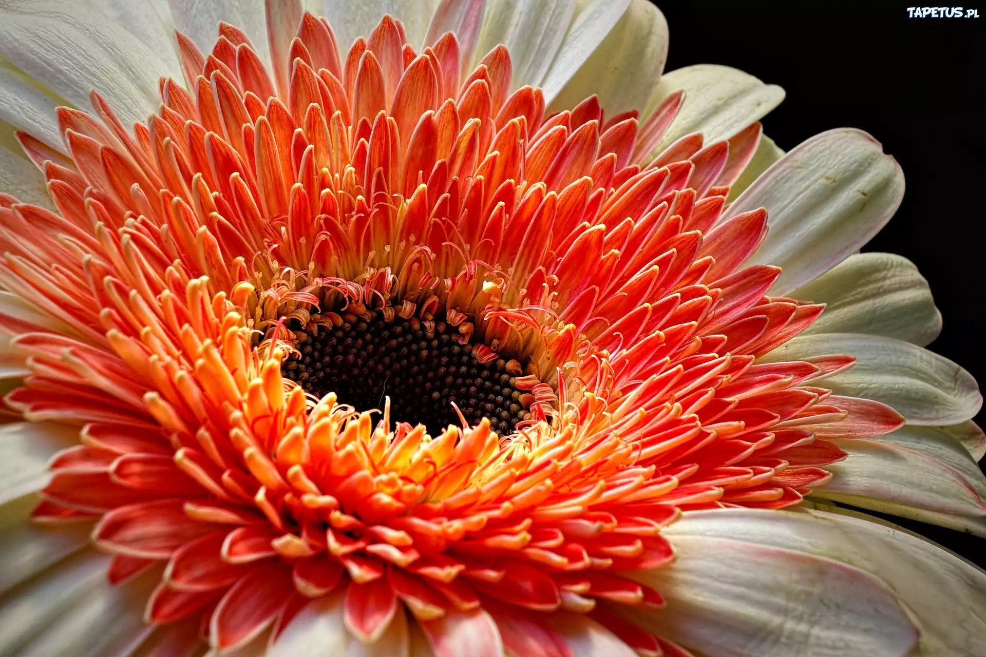 Kwiat, Dwukolorowa, Gerbera