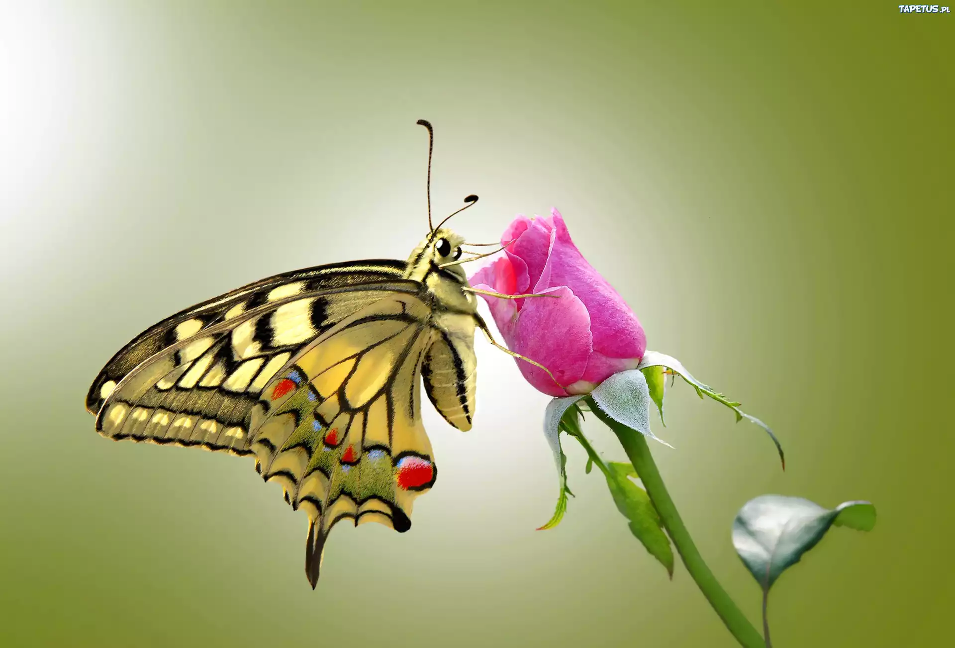 Motyl, Róża
