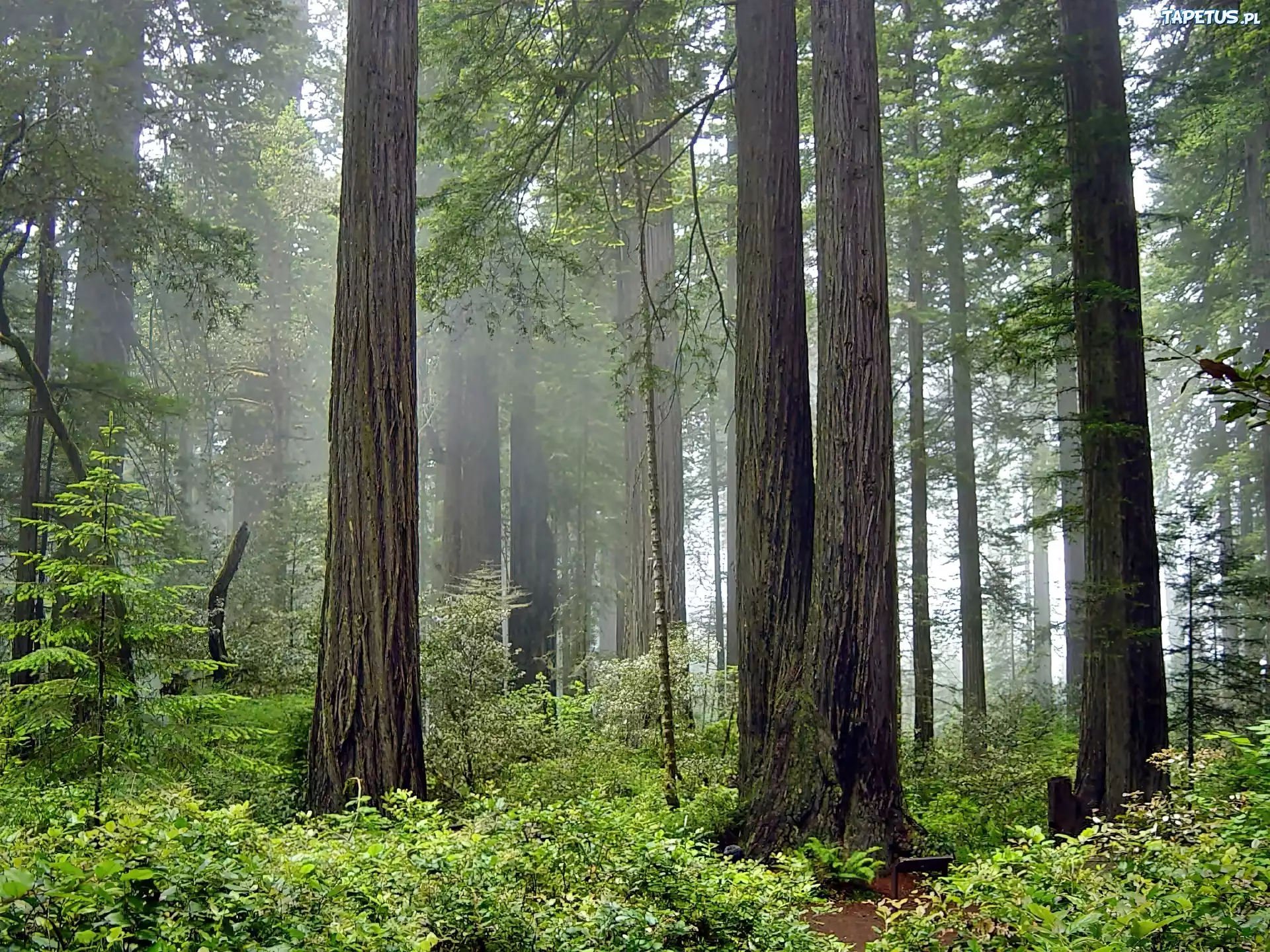 Kalifornia, Park, Narodowy, Redwood, Las, Mgła